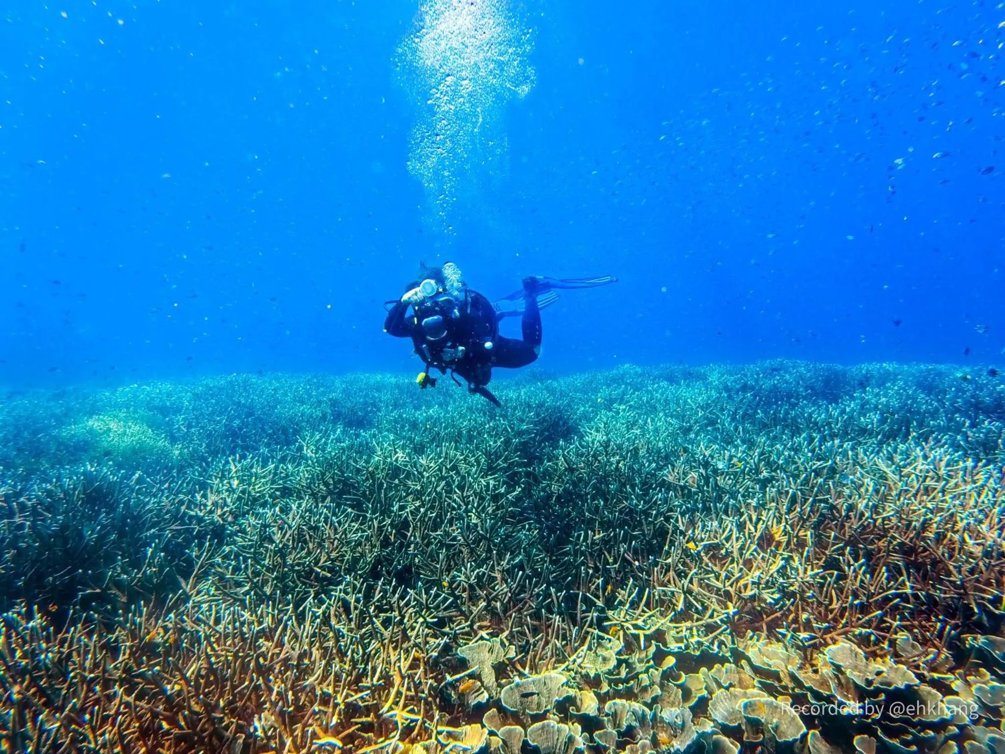 Snorkeling in Delicate Hotel