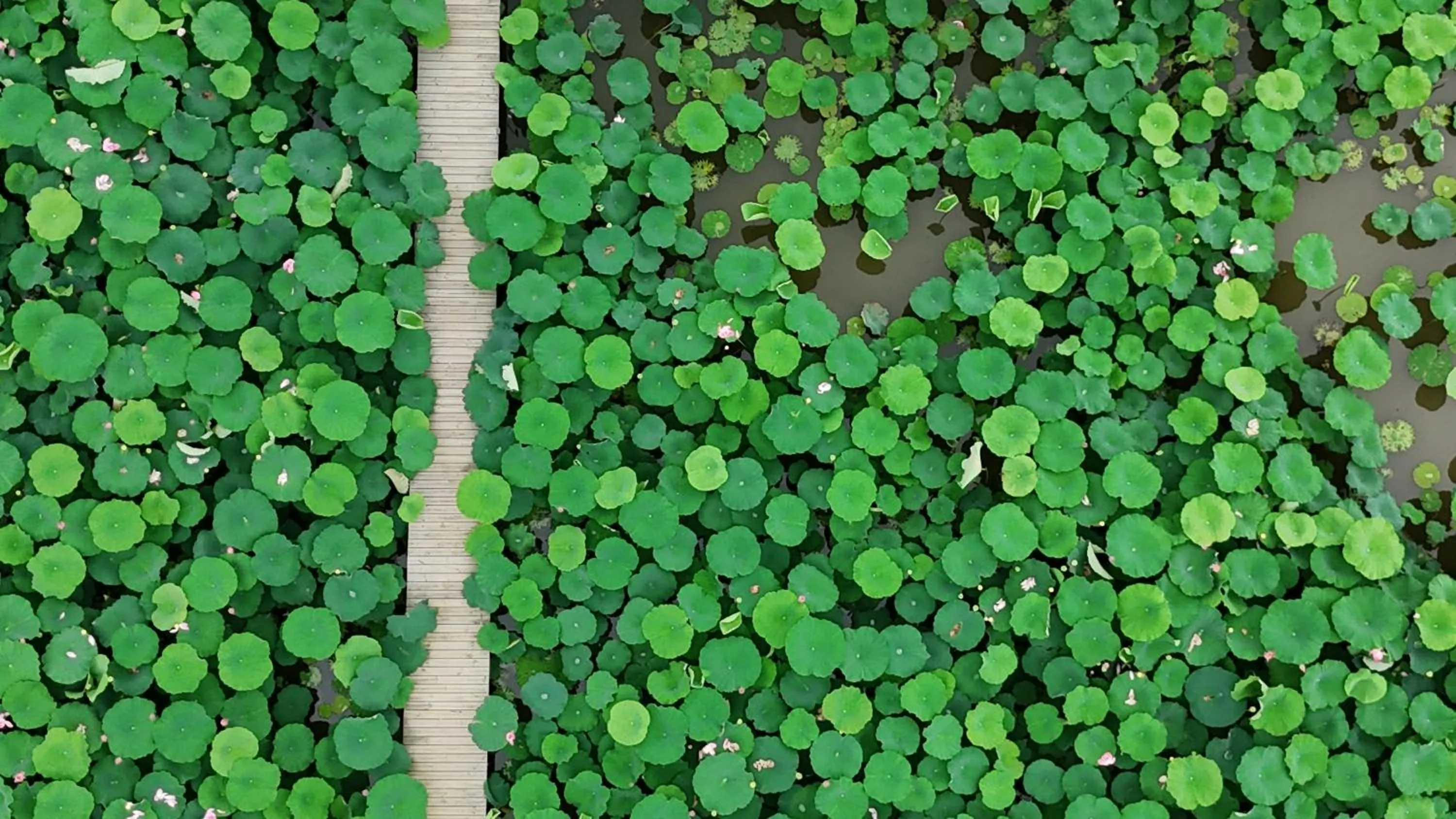 Garden in Yangshuo Zen Garden Resort - Rich Chinese traditional activities