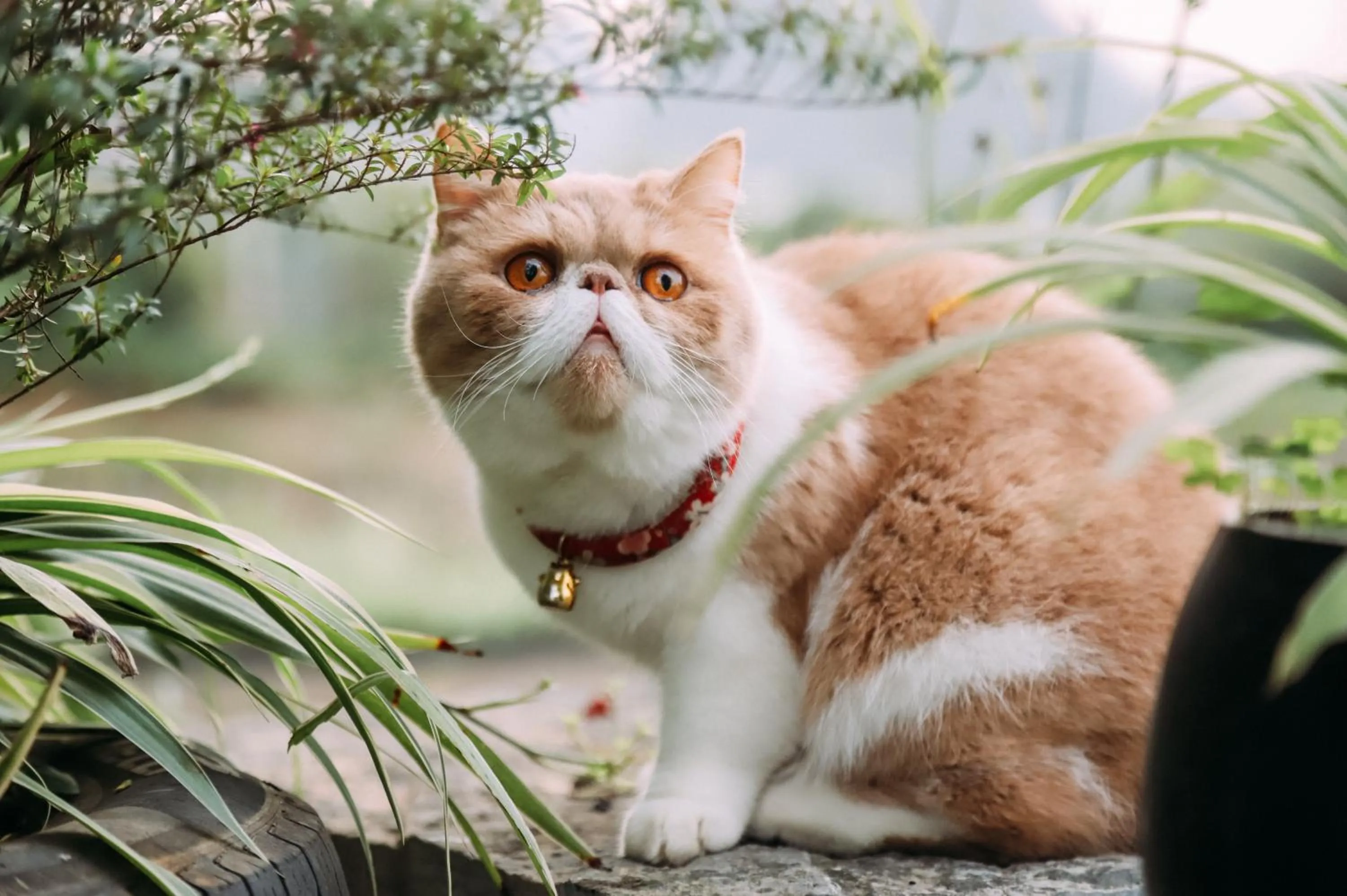 Pets in Yangshuo Zen Garden Resort - Rich Chinese traditional activities