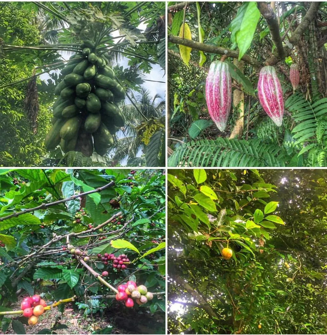 Garden in Bali Mountain Retreat