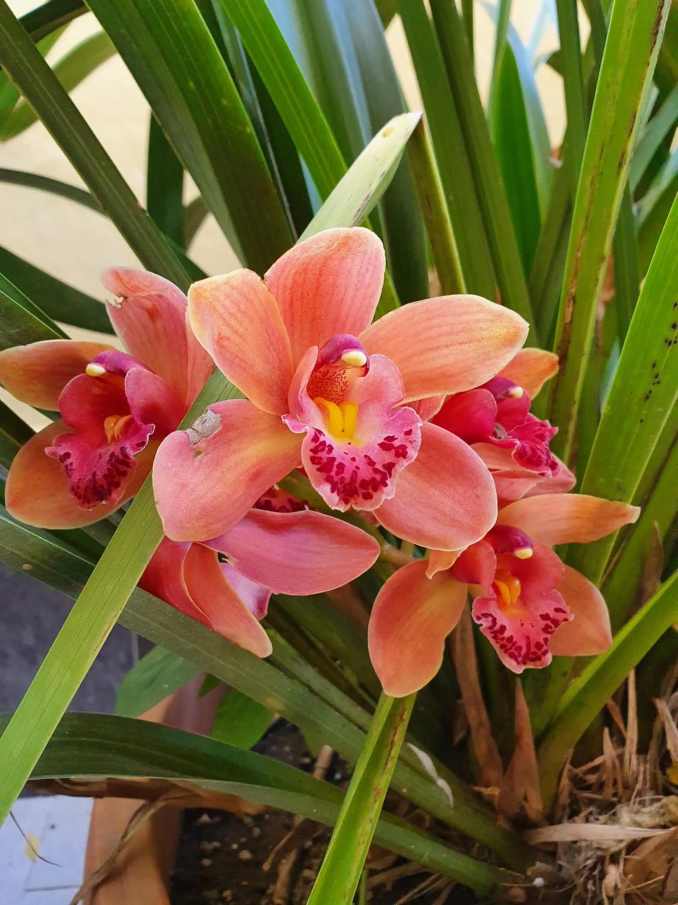 Spring in Casa Aristide