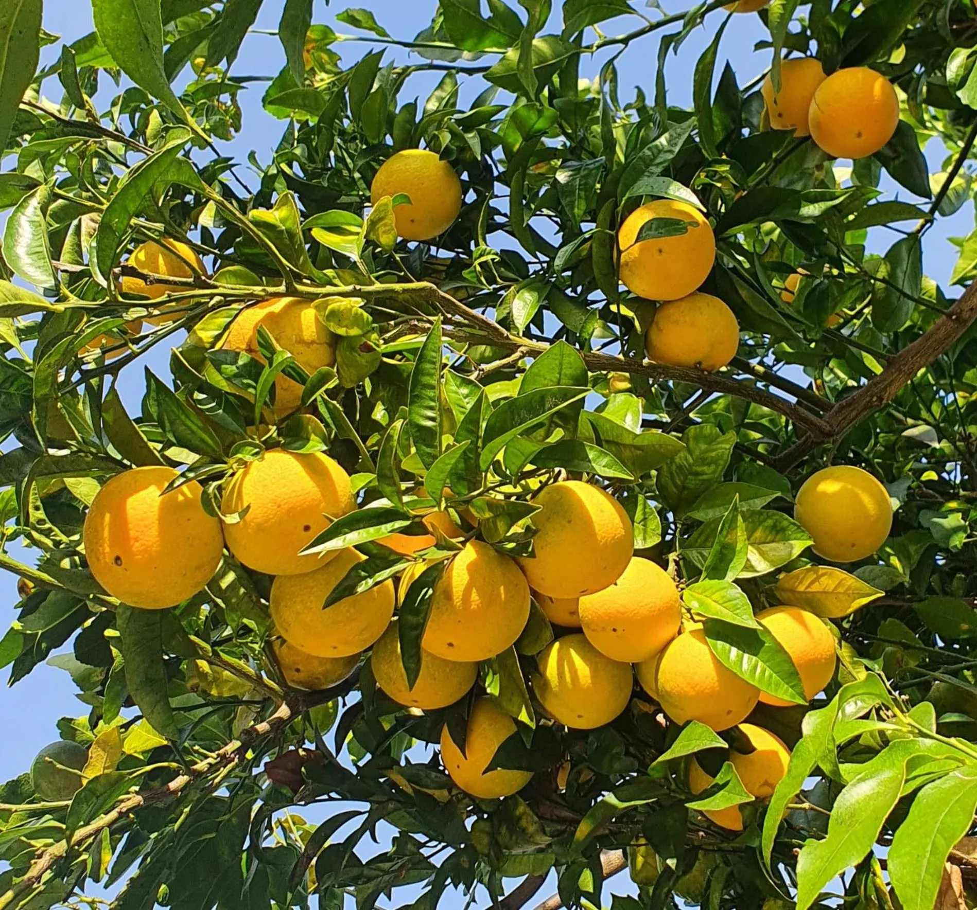 Garden in Casa Aristide