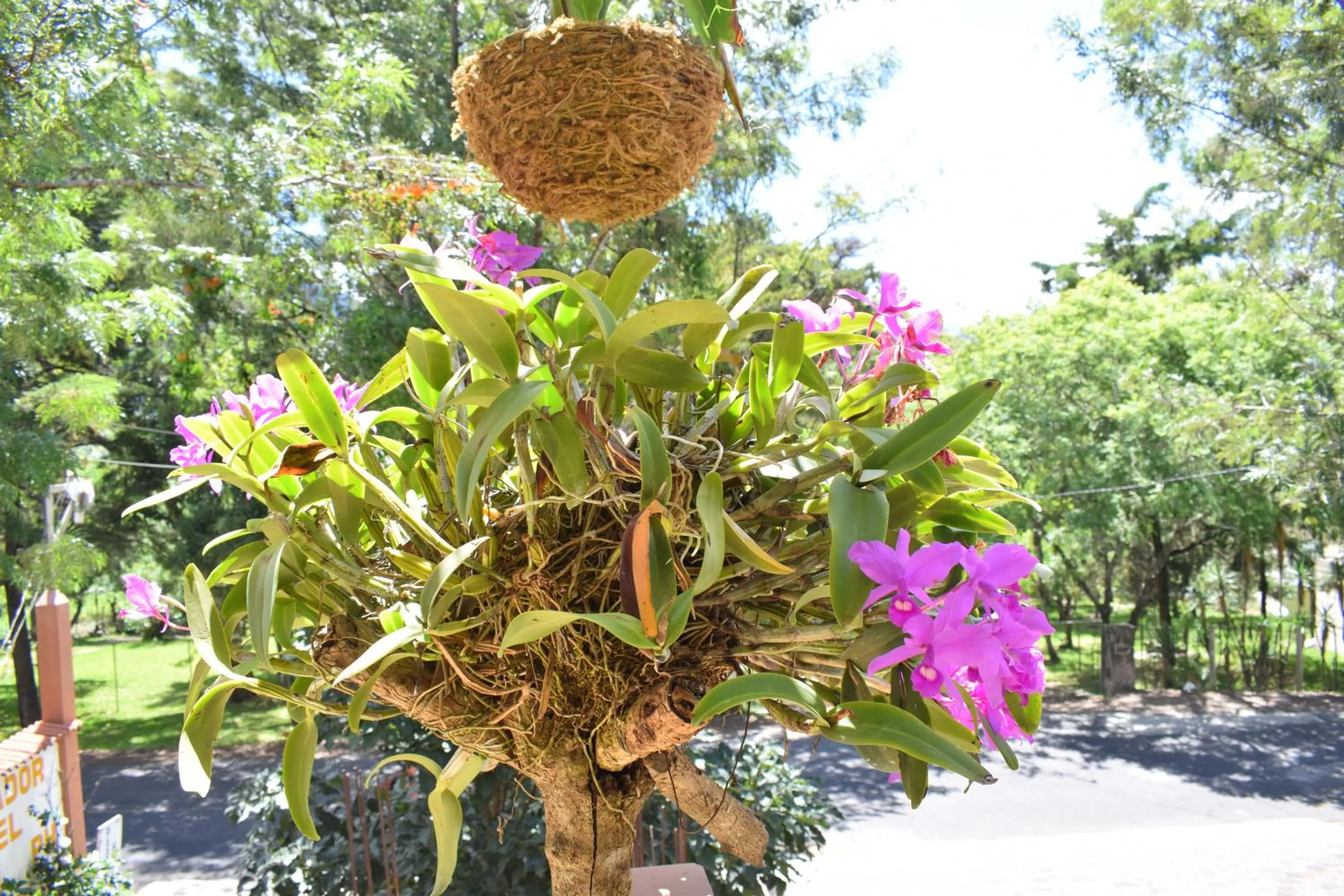 Garden in Pescador Hotel PH