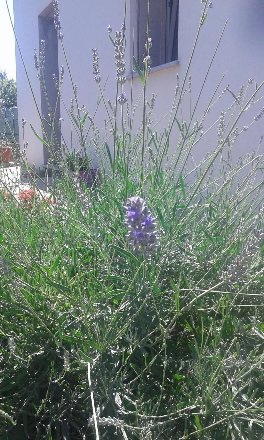 Alma Bed & Breakfast