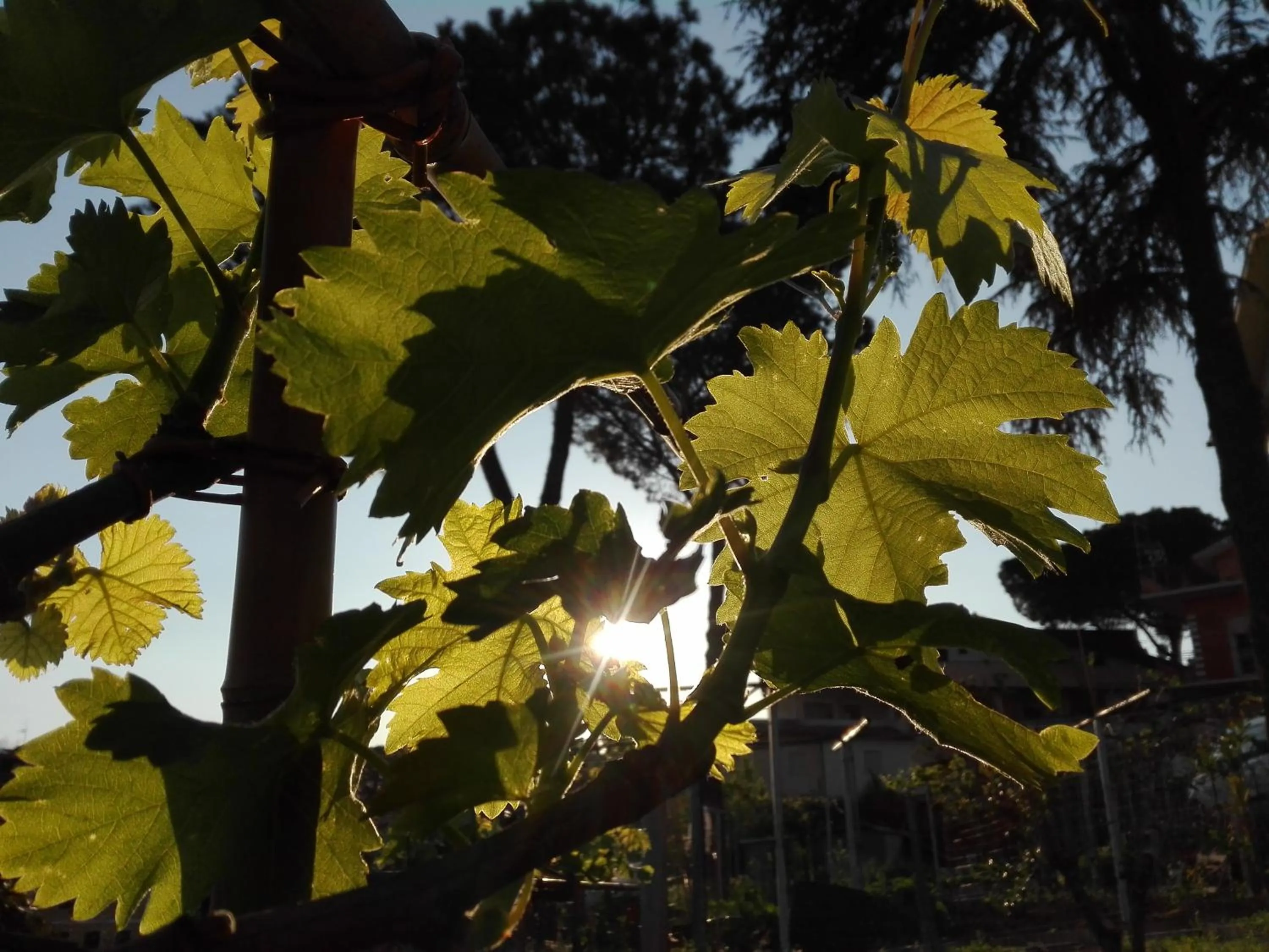 Floor plan in A1 Girasole B&B