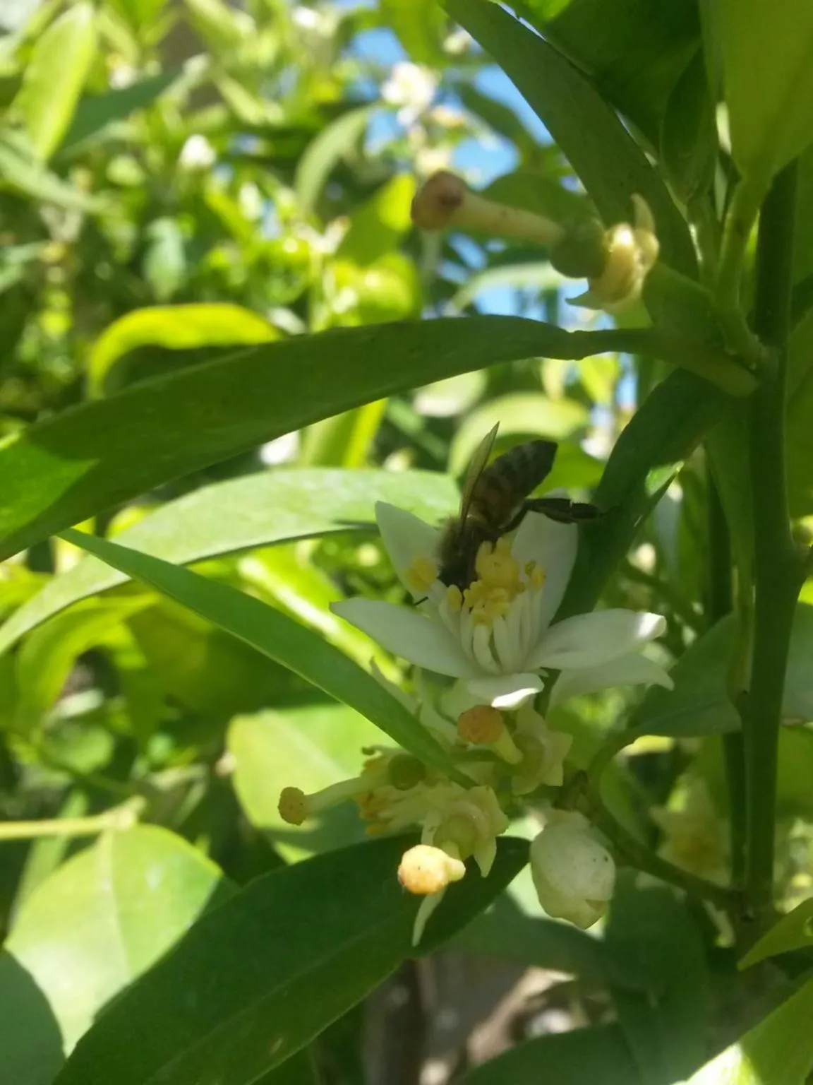 Garden view in A1 Girasole B&B