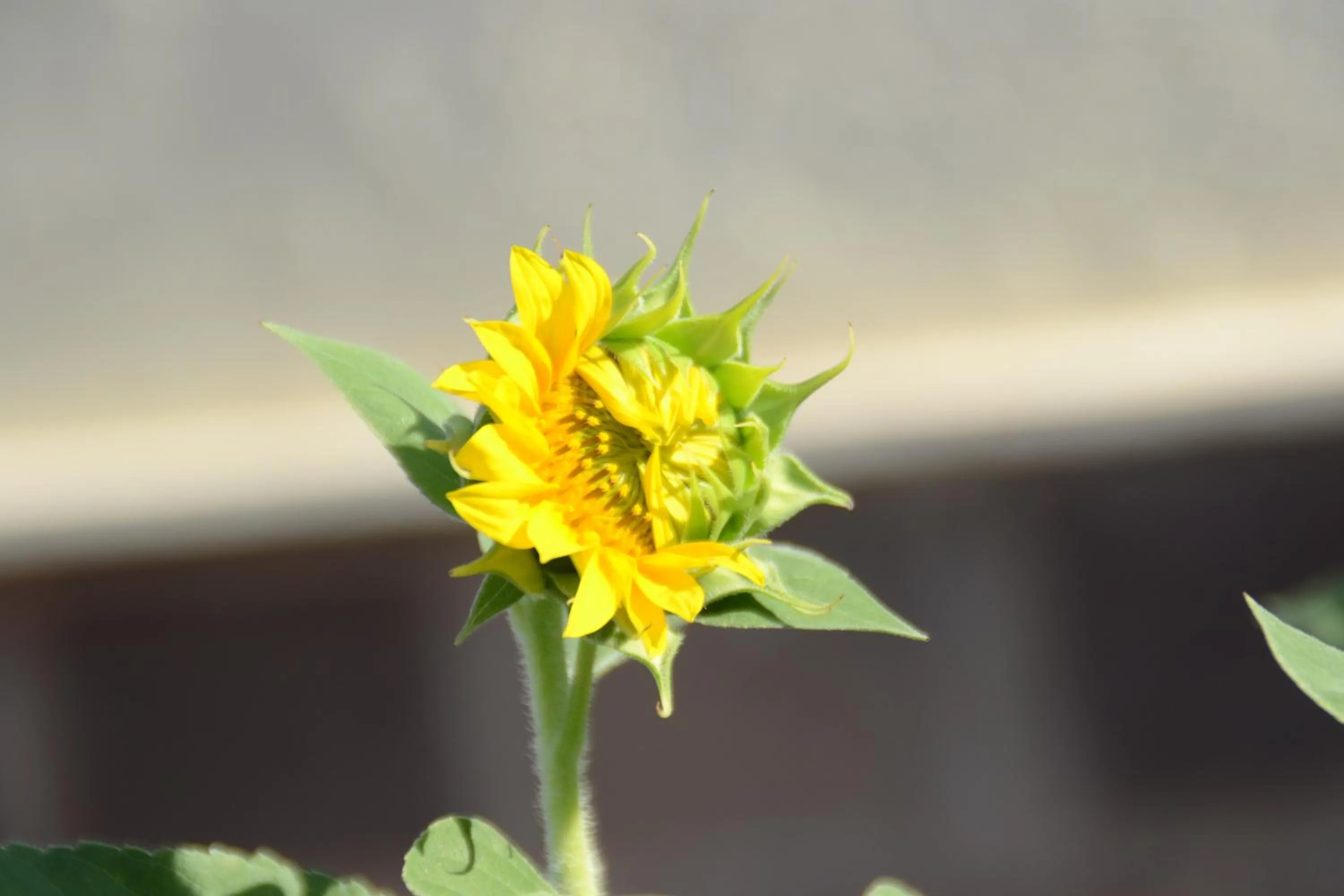 Garden view in A1 Girasole B&B