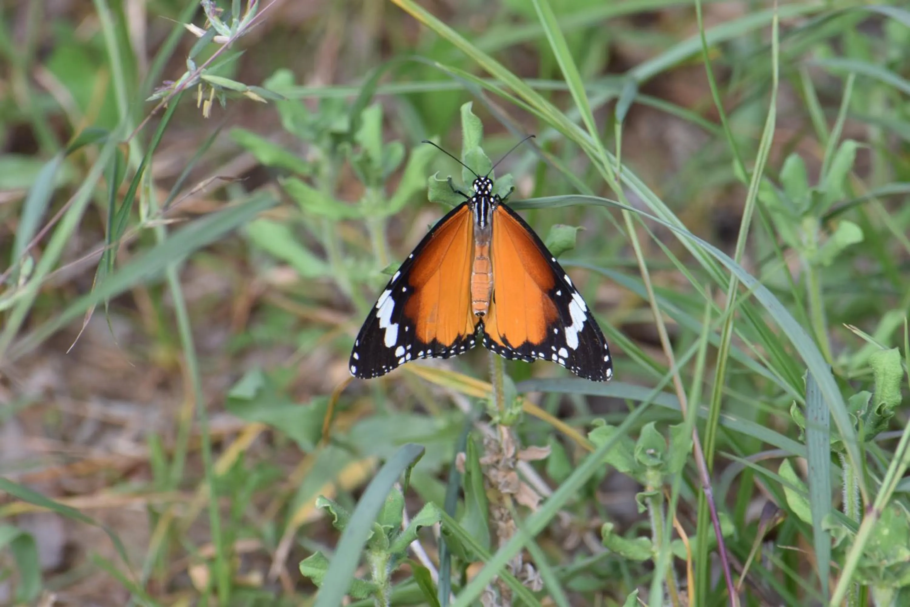 Animals in Lavish Eco Jungle