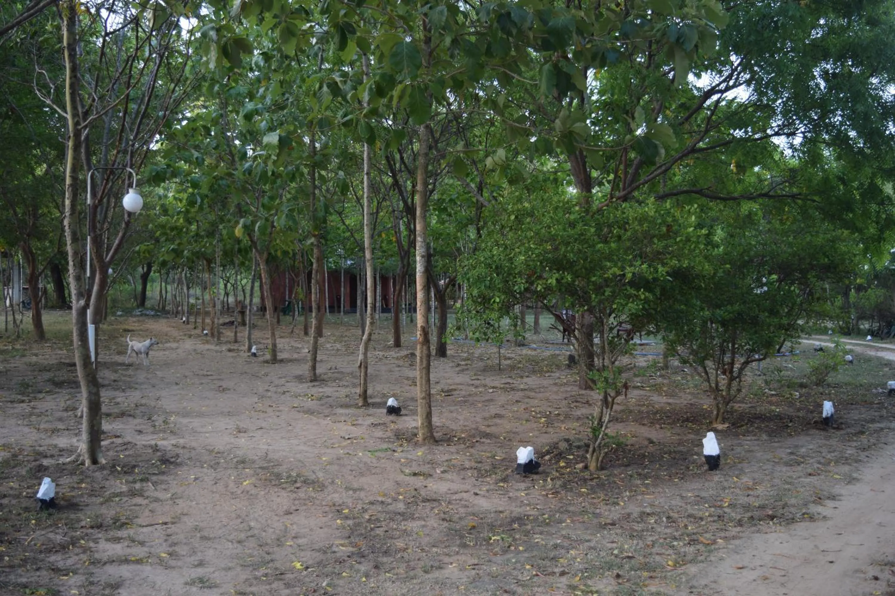 Natural landscape in Lavish Eco Jungle