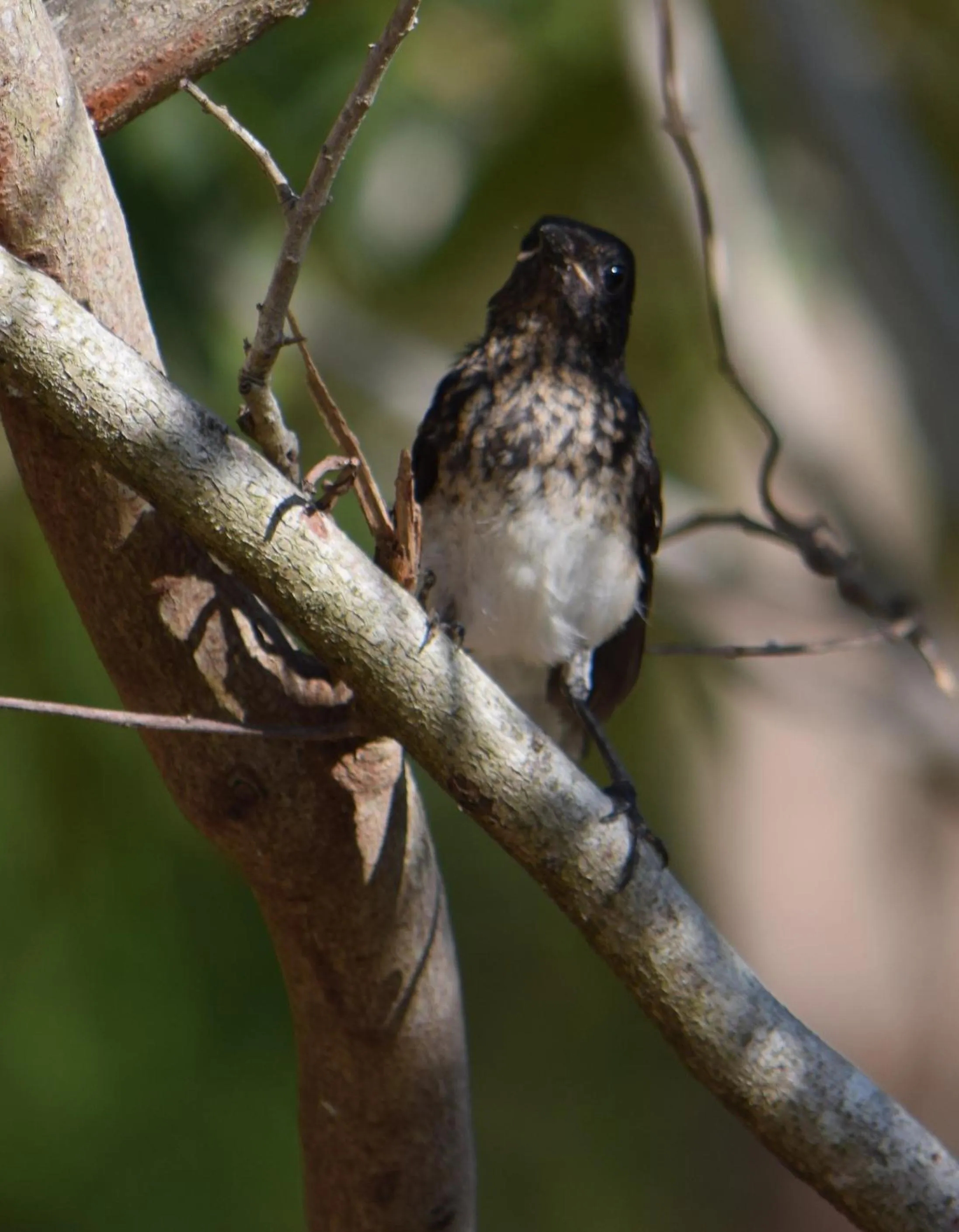 Animals in Lavish Eco Jungle