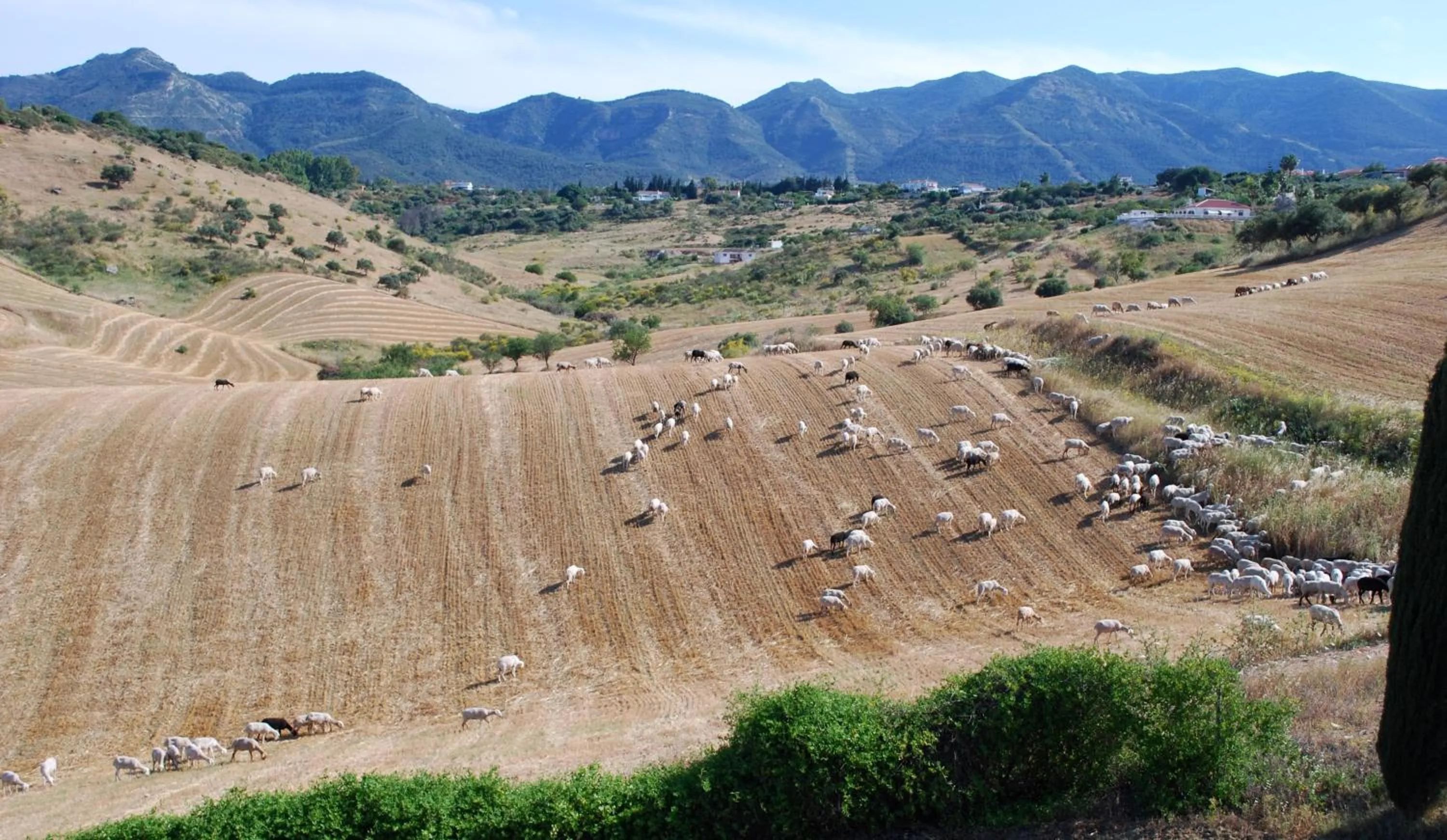 Area and facilities in Bed & Breakfast Finca de los Sueños