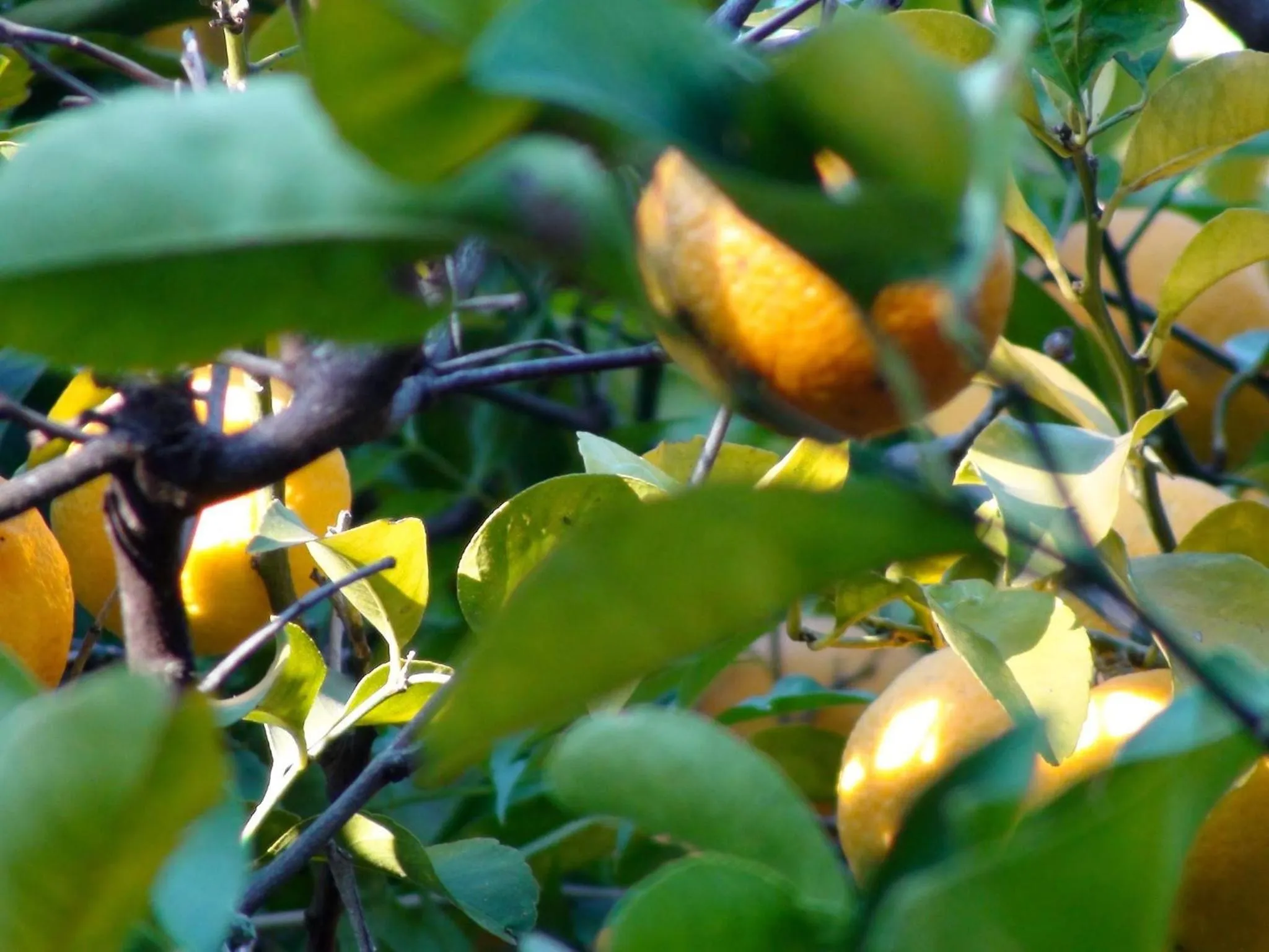 Garden view in Polokwane Place