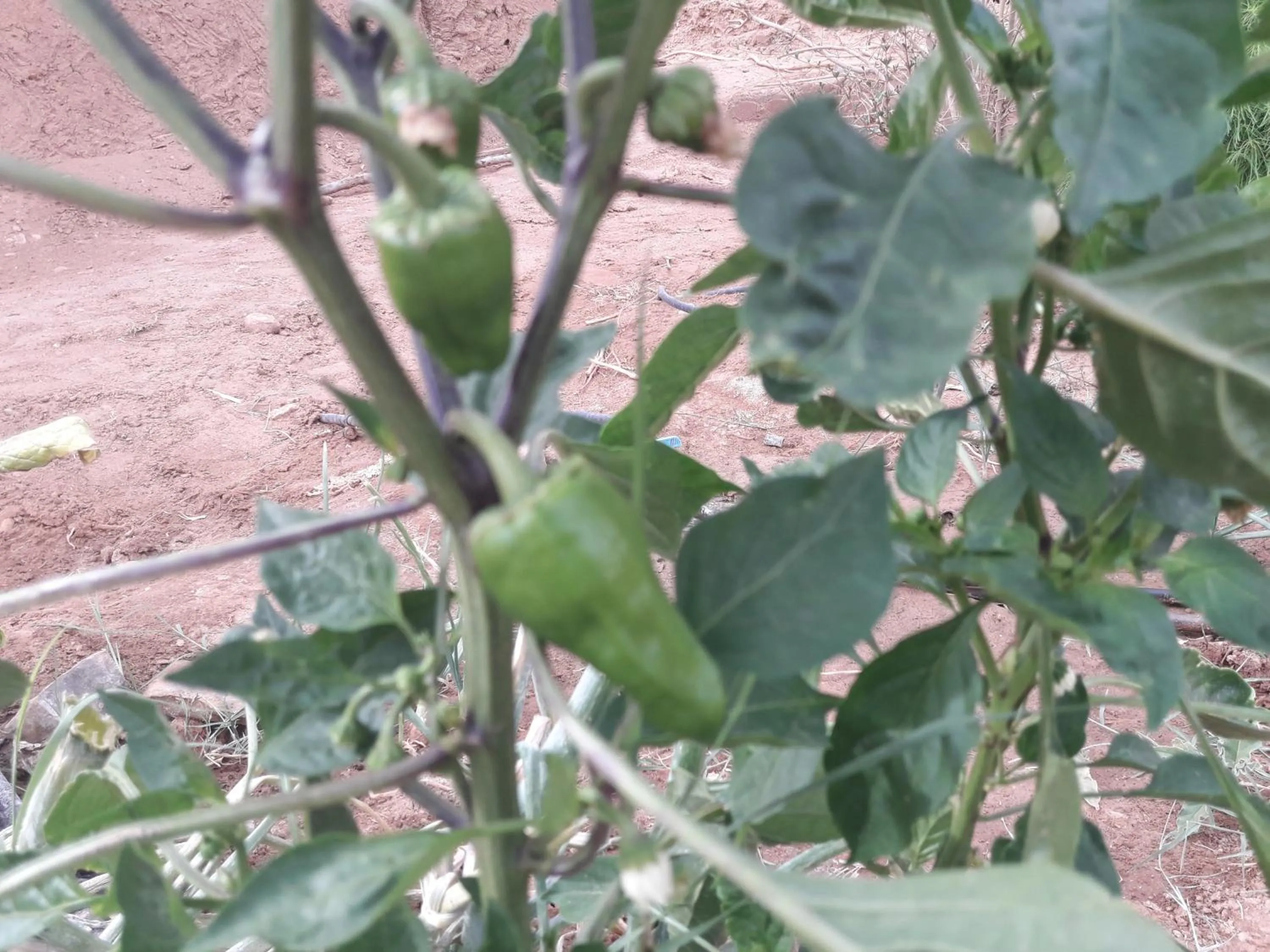 d'hôte Jnane-Dar Diafa