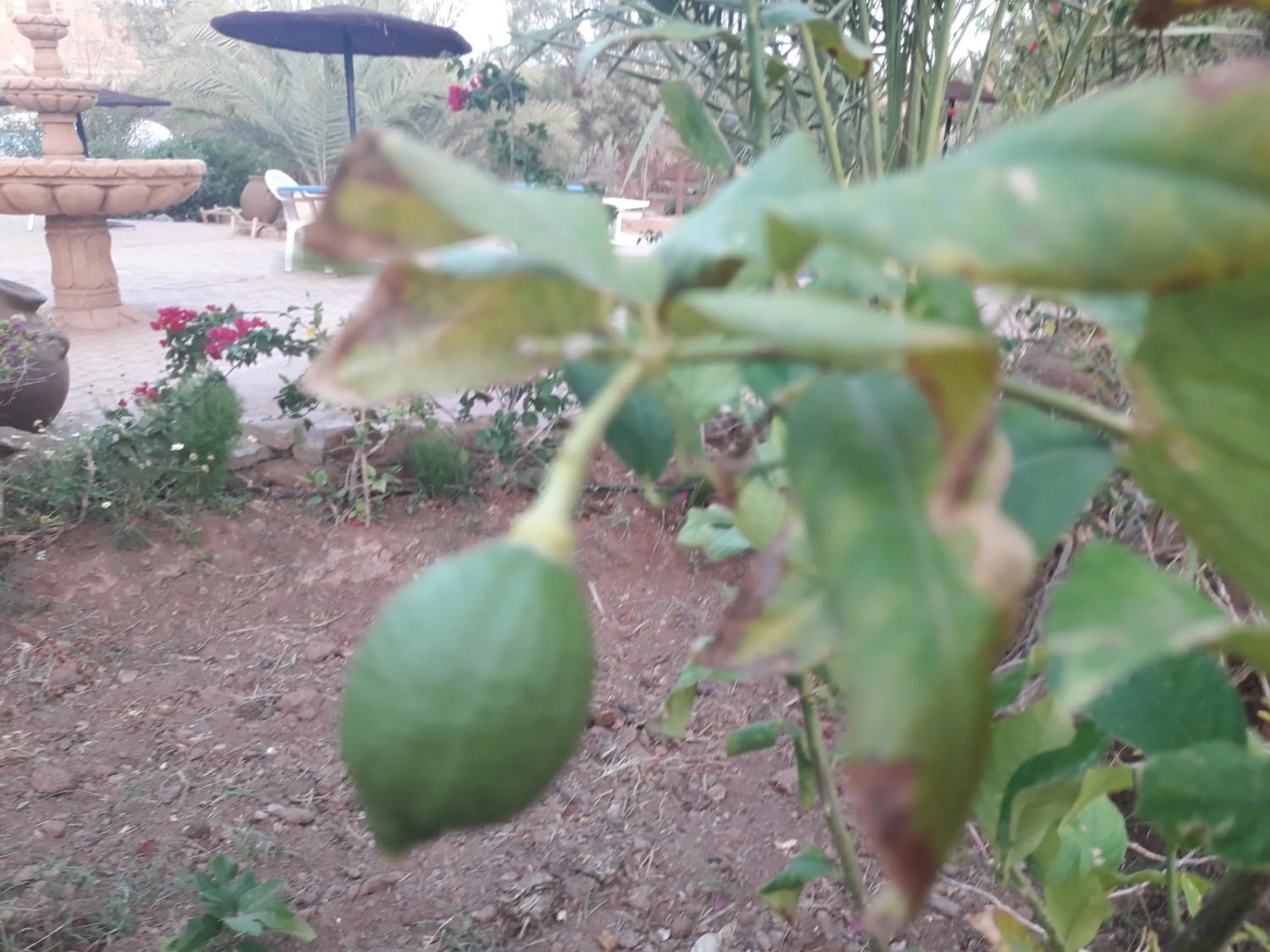 d'hôte Jnane-Dar Diafa