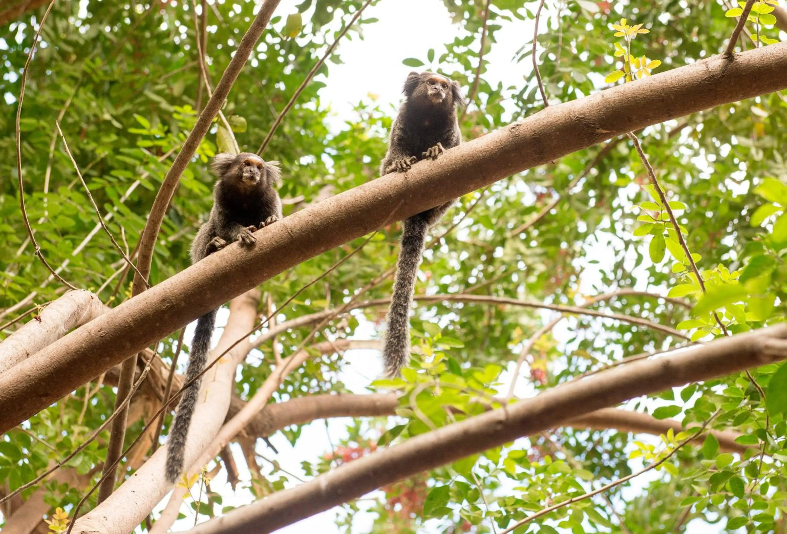 Animals in Casa do Jardim
