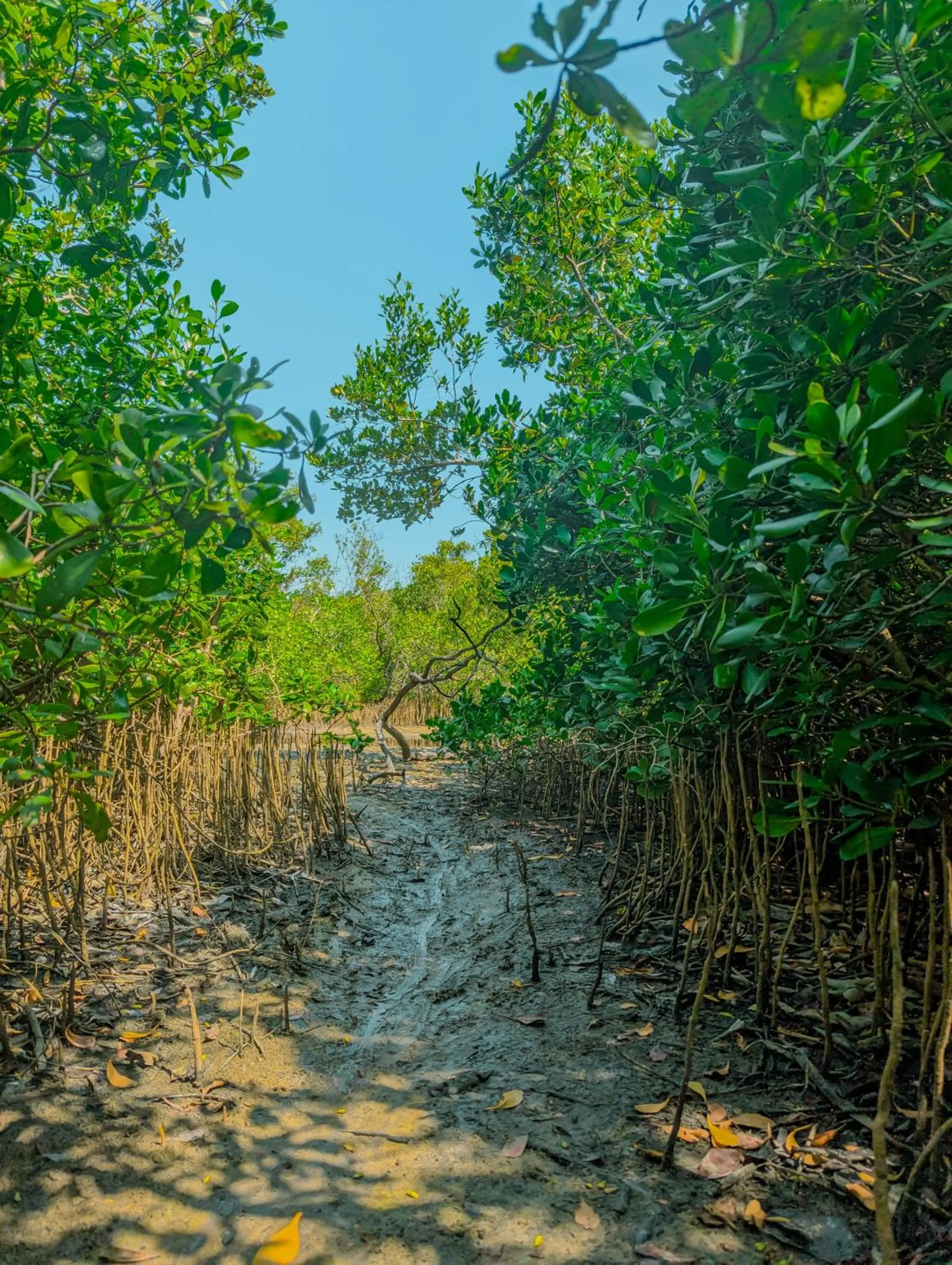 Natural landscape in Neem Jay Beach Resort