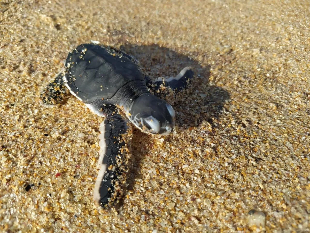 Animals, Other Animals in Neem Jay Beach Resort