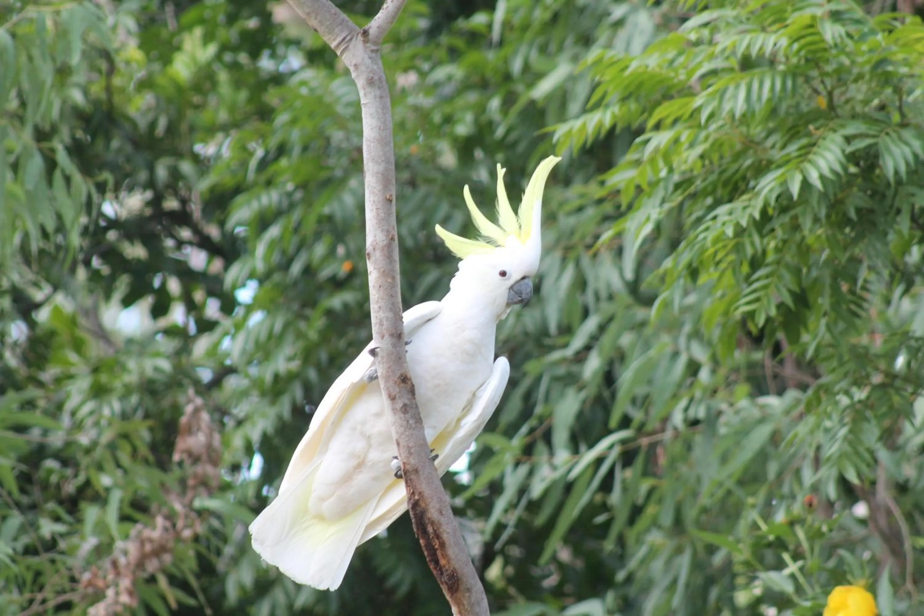 View (from property/room) in Airlie Beach Eco Cabins - Adults Only