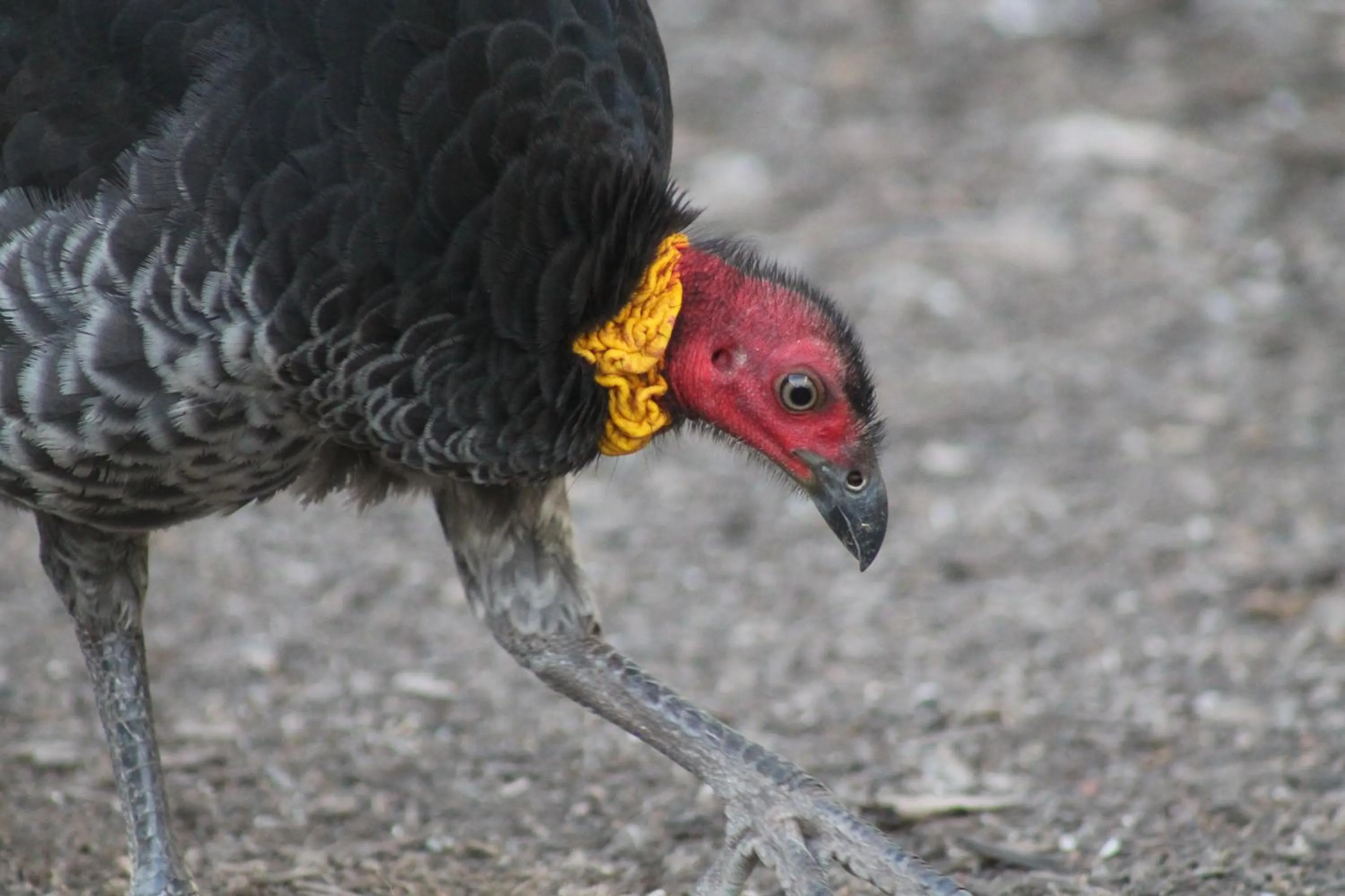 Animals in Airlie Beach Eco Cabins - Adults Only