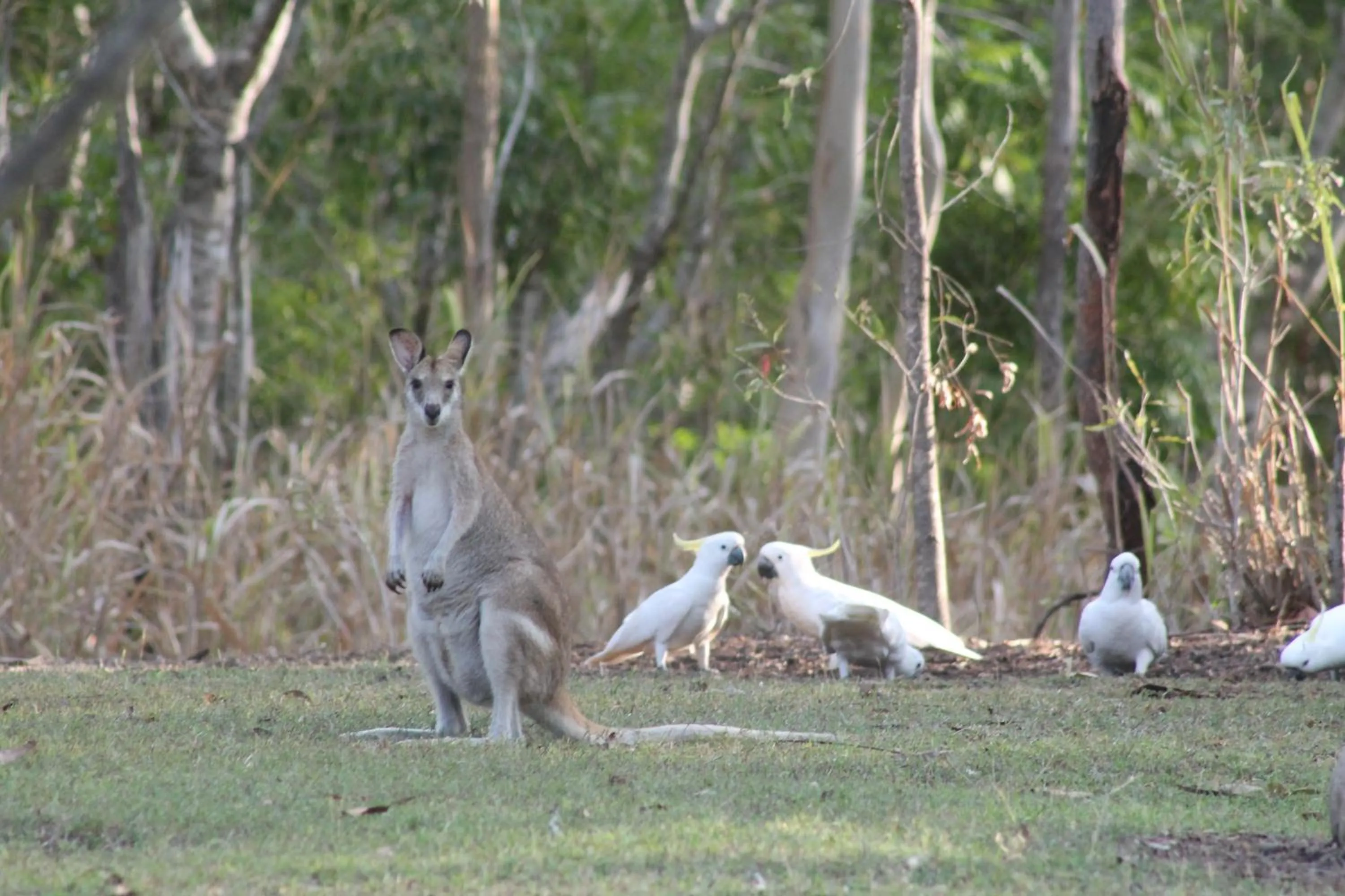 View (from property/room) in Airlie Beach Eco Cabins - Adults Only