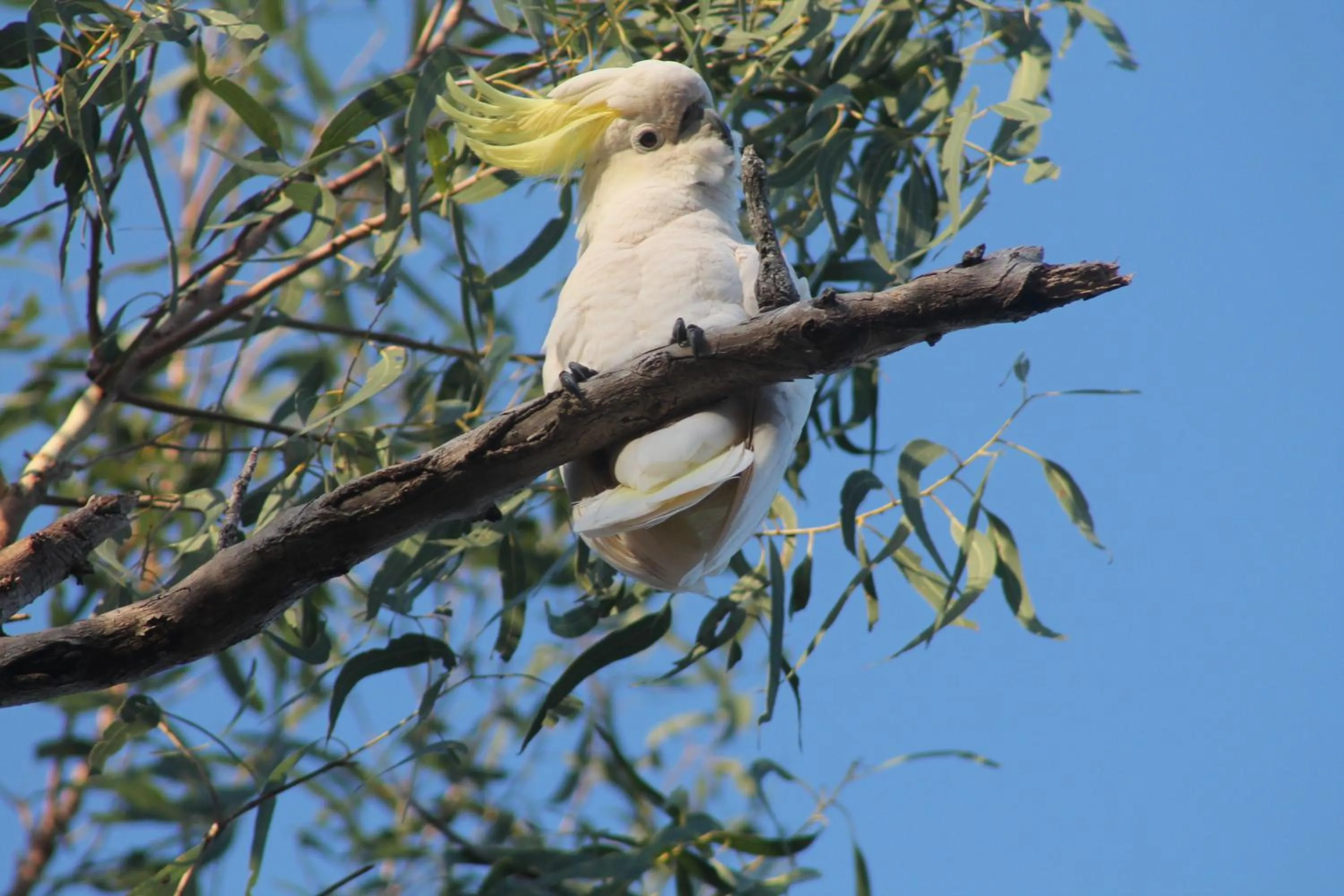 View (from property/room) in Airlie Beach Eco Cabins - Adults Only