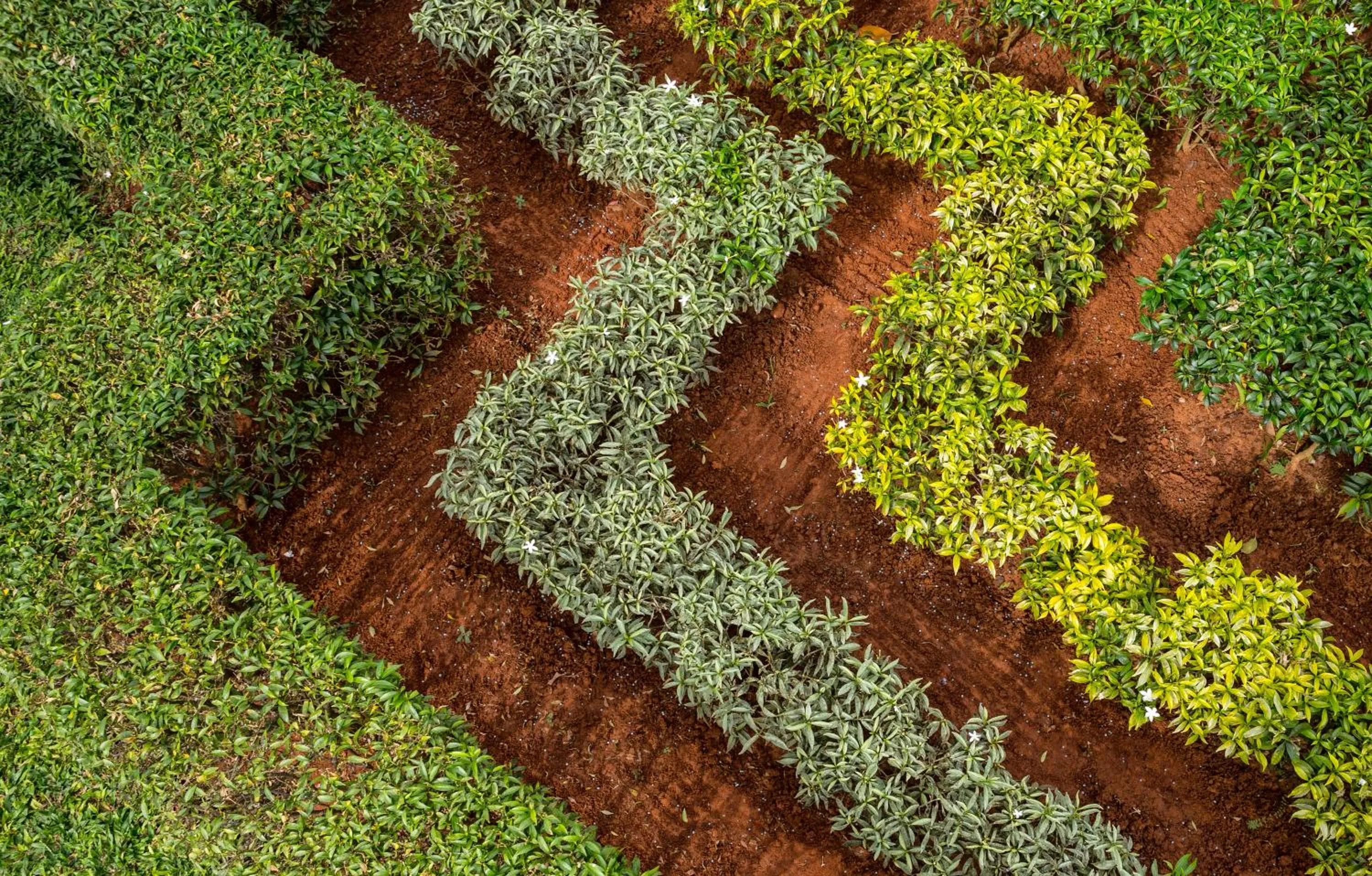 Garden in Fox Jaffna