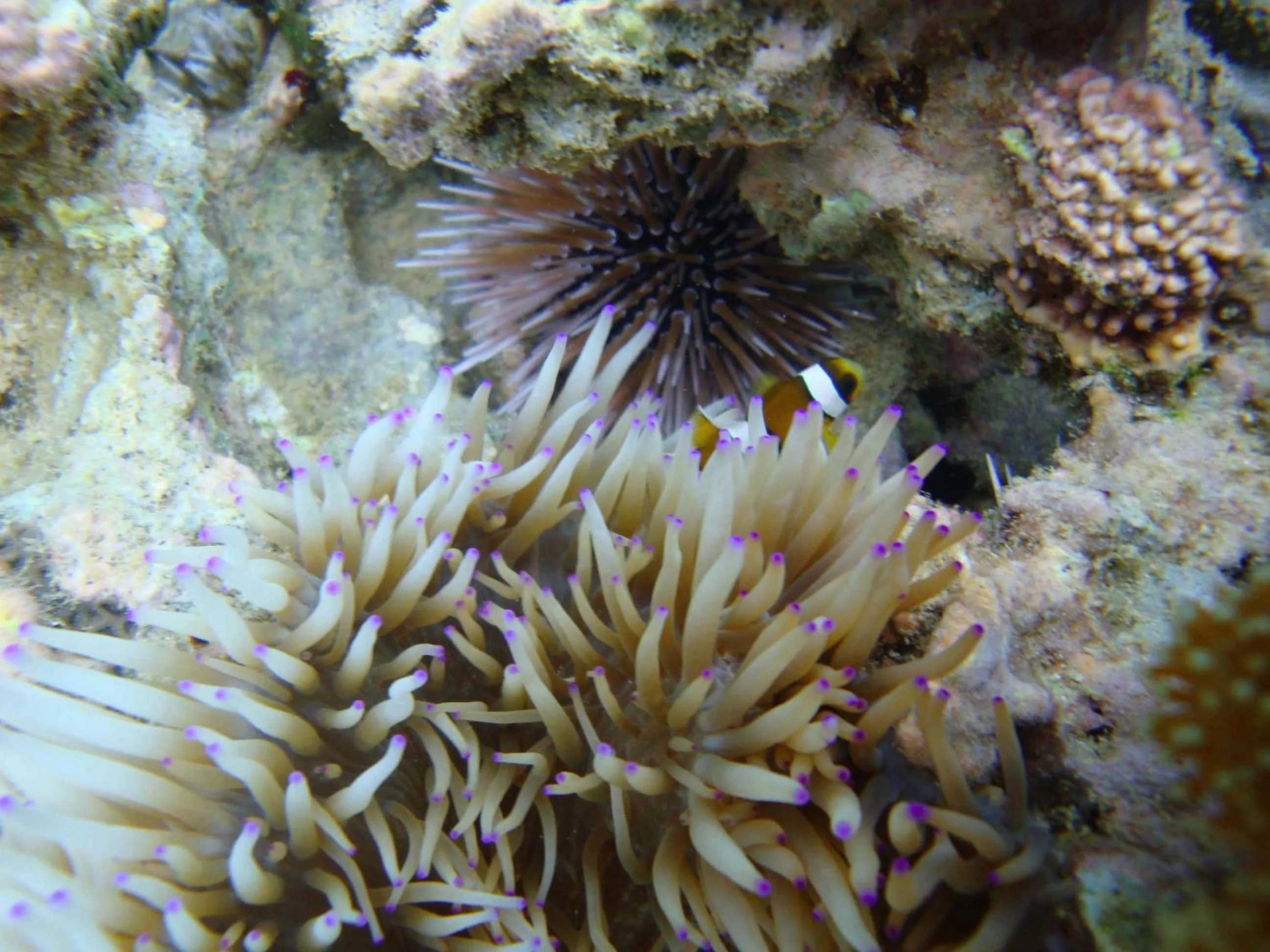 Snorkeling in Ocean Front YAMAKAWA