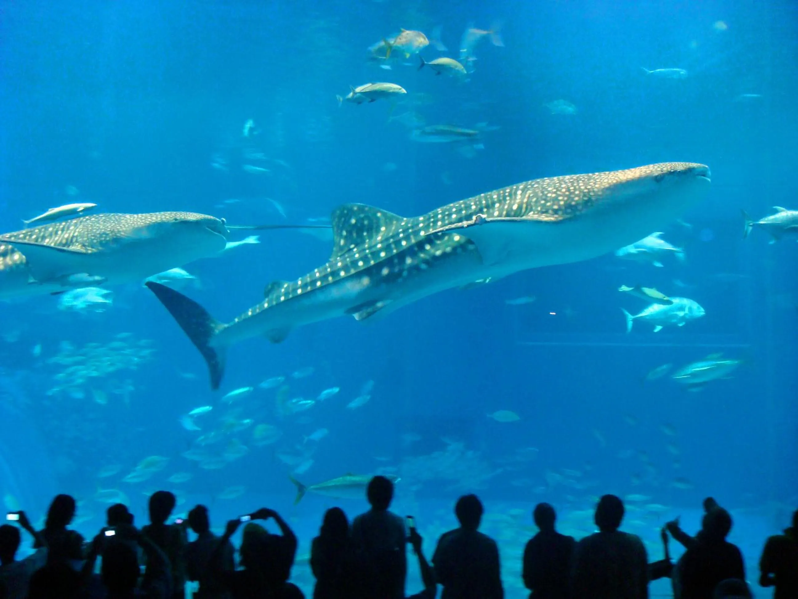 Nearby landmark in Ocean Front YAMAKAWA