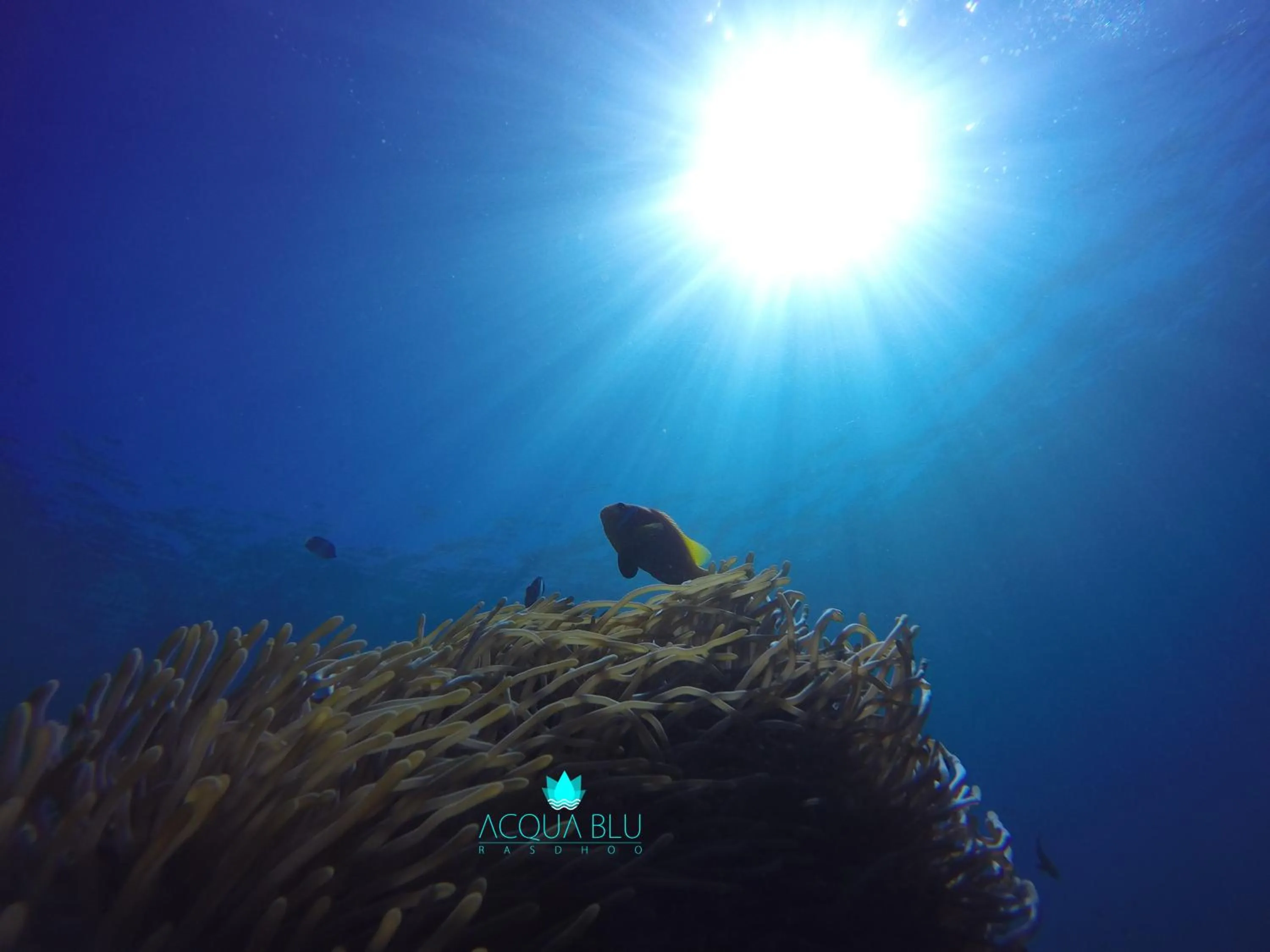 Snorkeling in Acqua Blu Rasdhoo