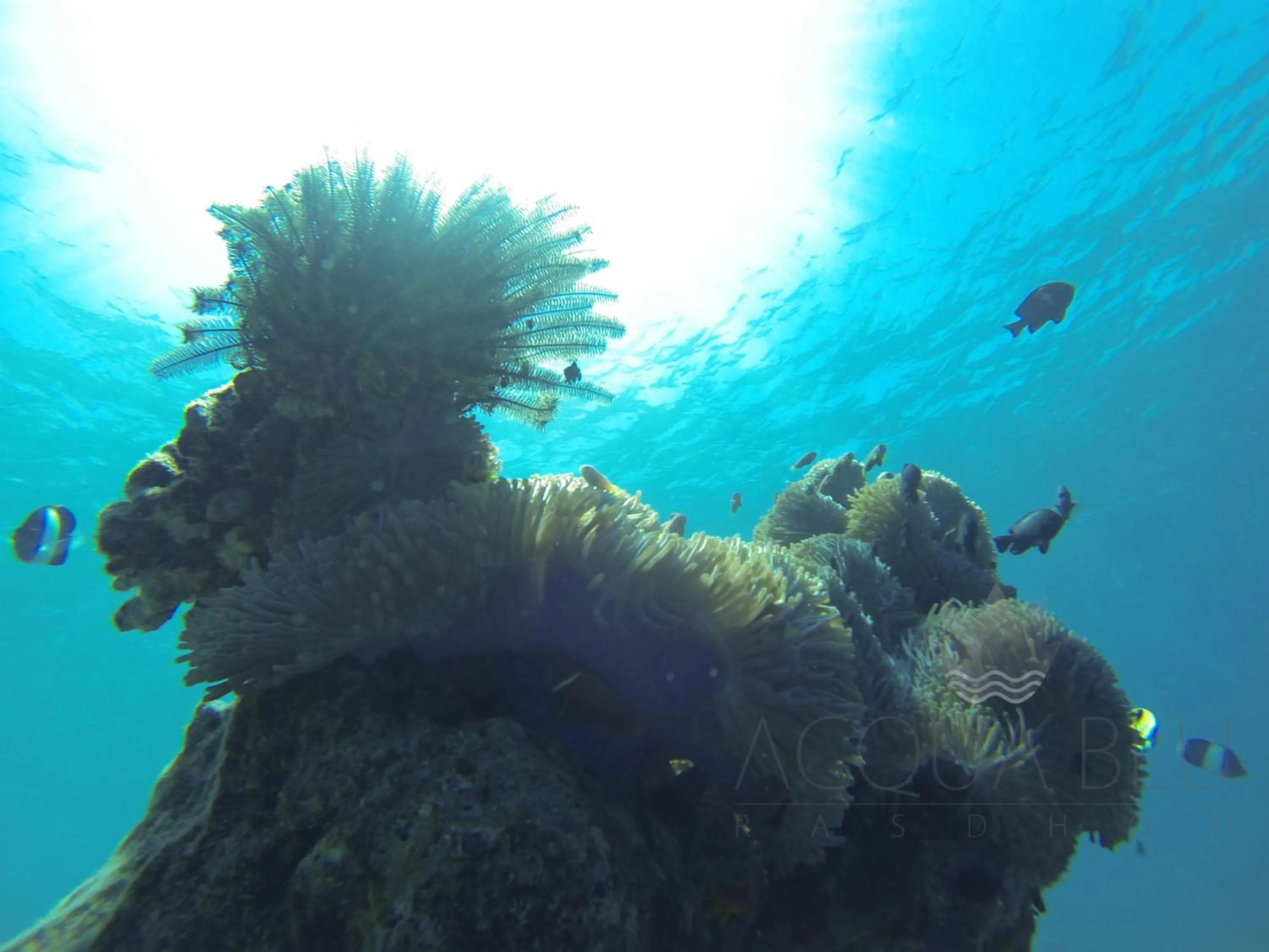 Off site in Acqua Blu Rasdhoo