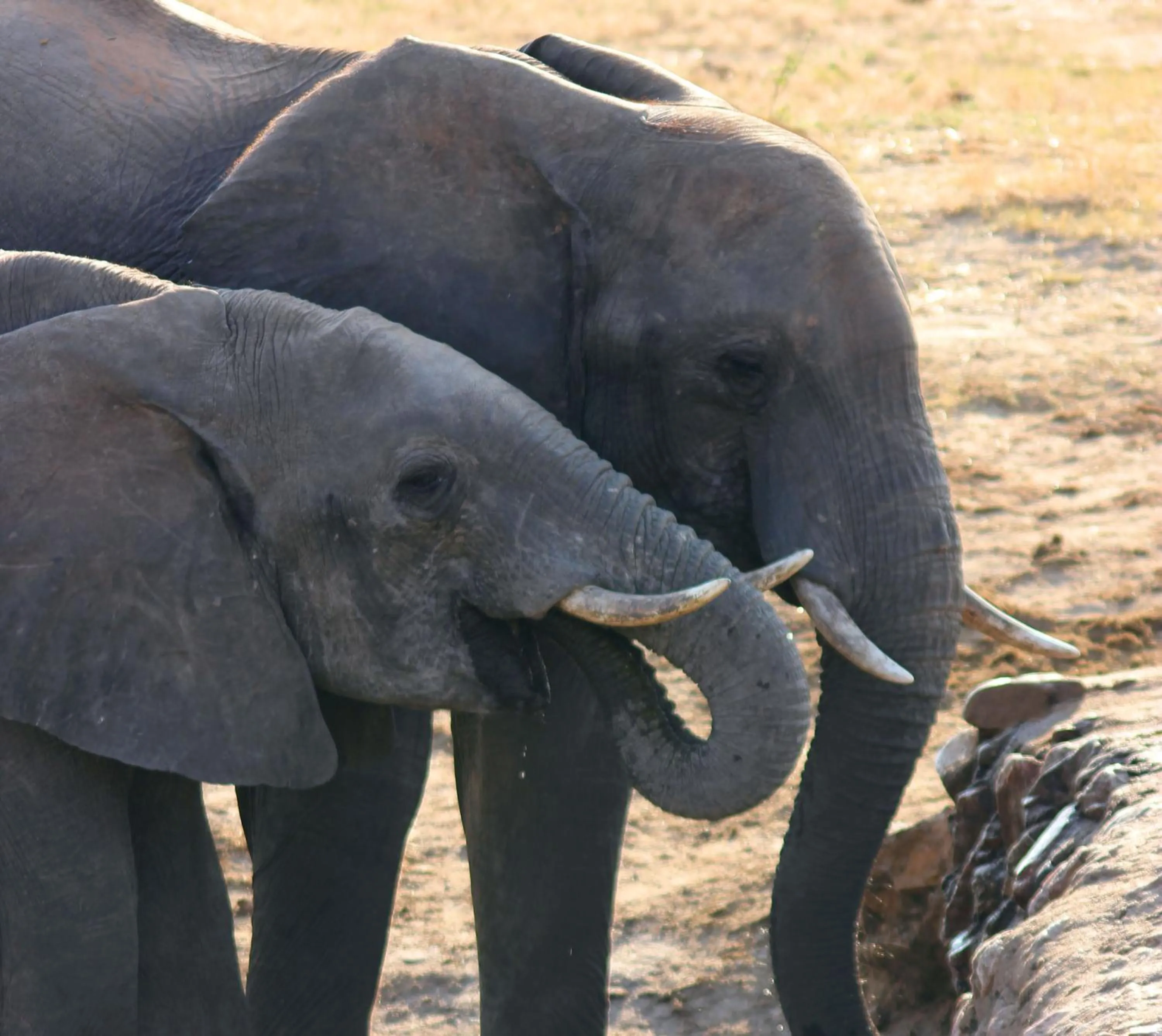 Restaurant/places to eat in Gwango Heritage Resort