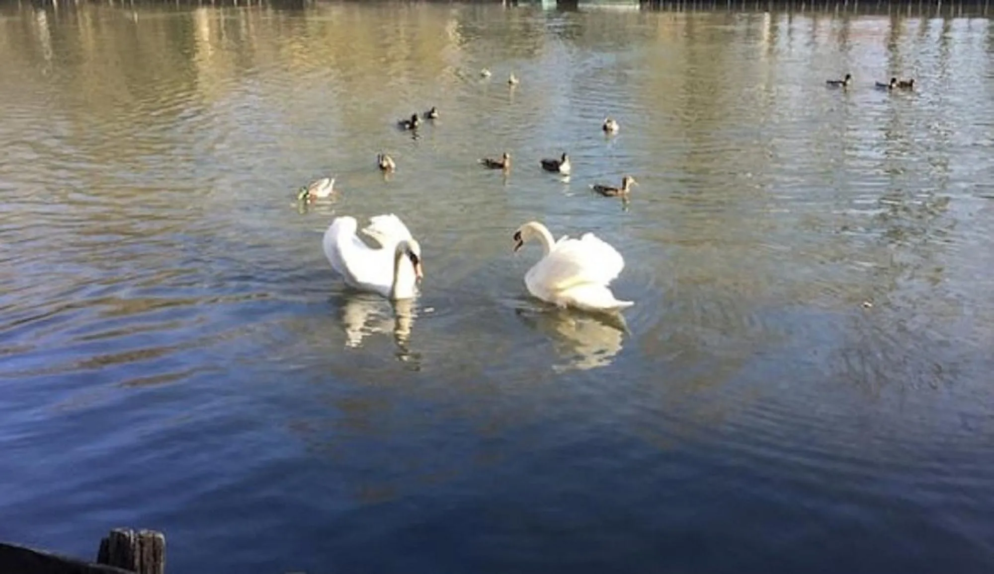 River view in Le chalet bucolique au bord de l'eau