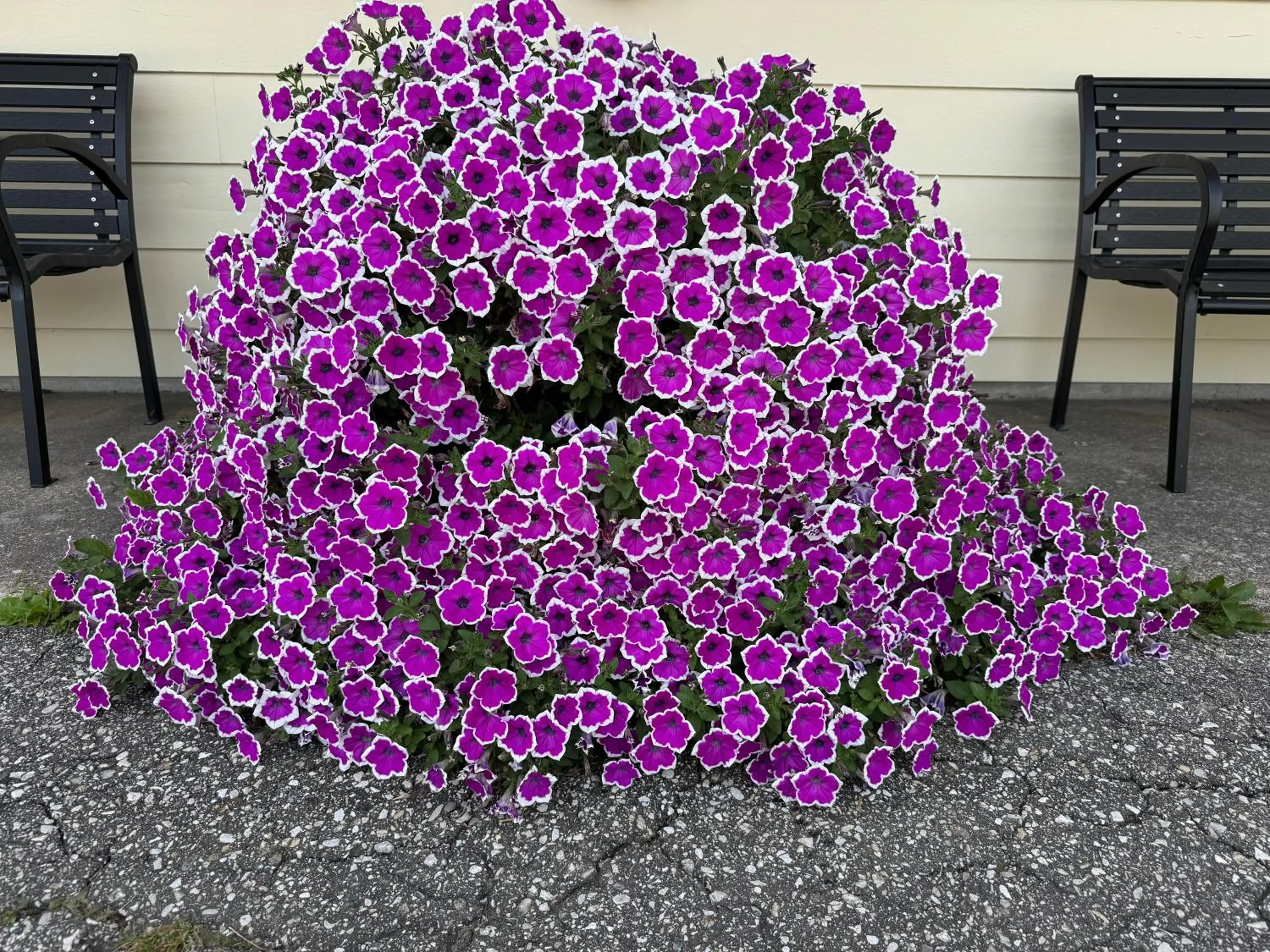 Sunset Motel at Armand's Gardens