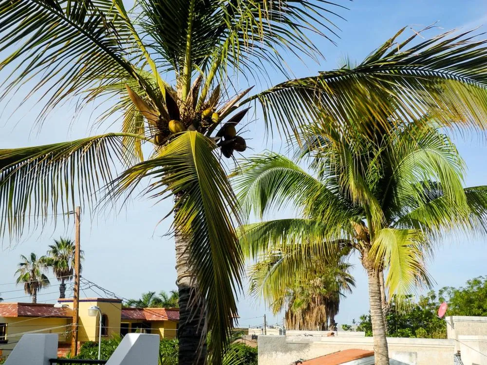 La Posada Del Tepeyac