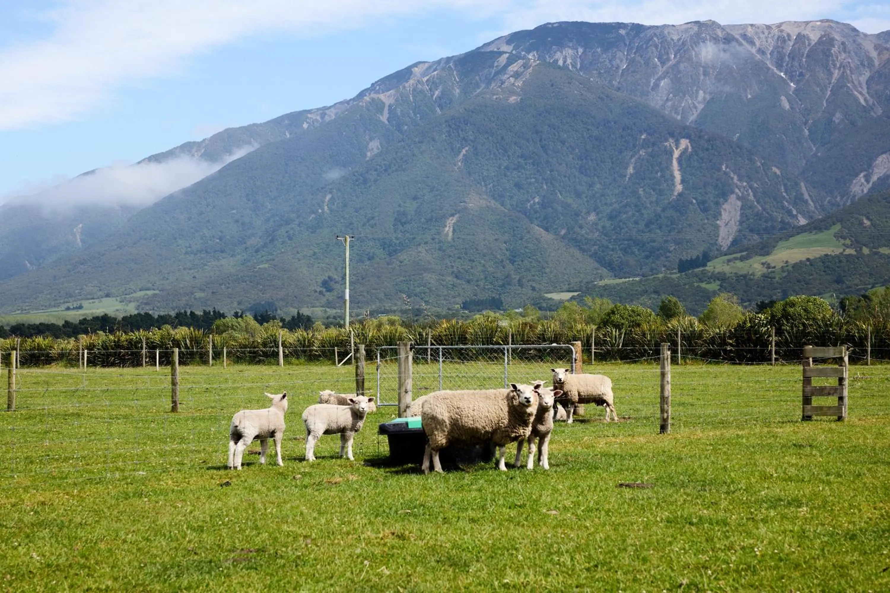 Spring in Awatea Country Bed & Breakfast