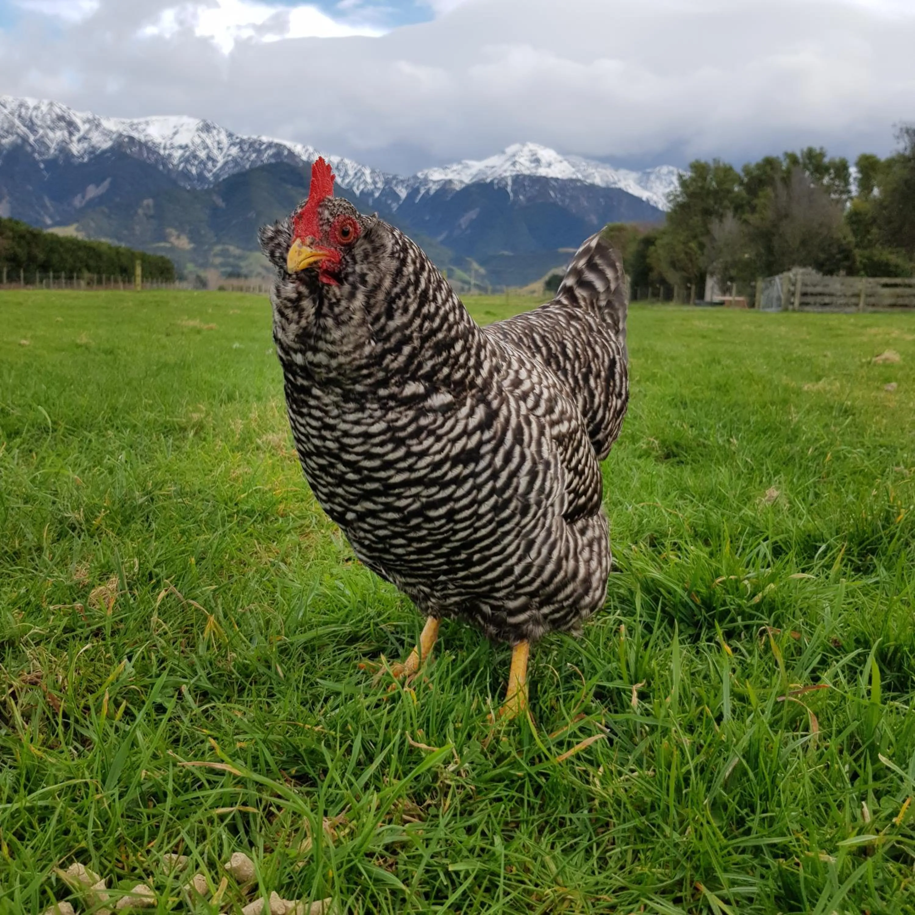 View (from property/room) in Awatea Country Bed & Breakfast