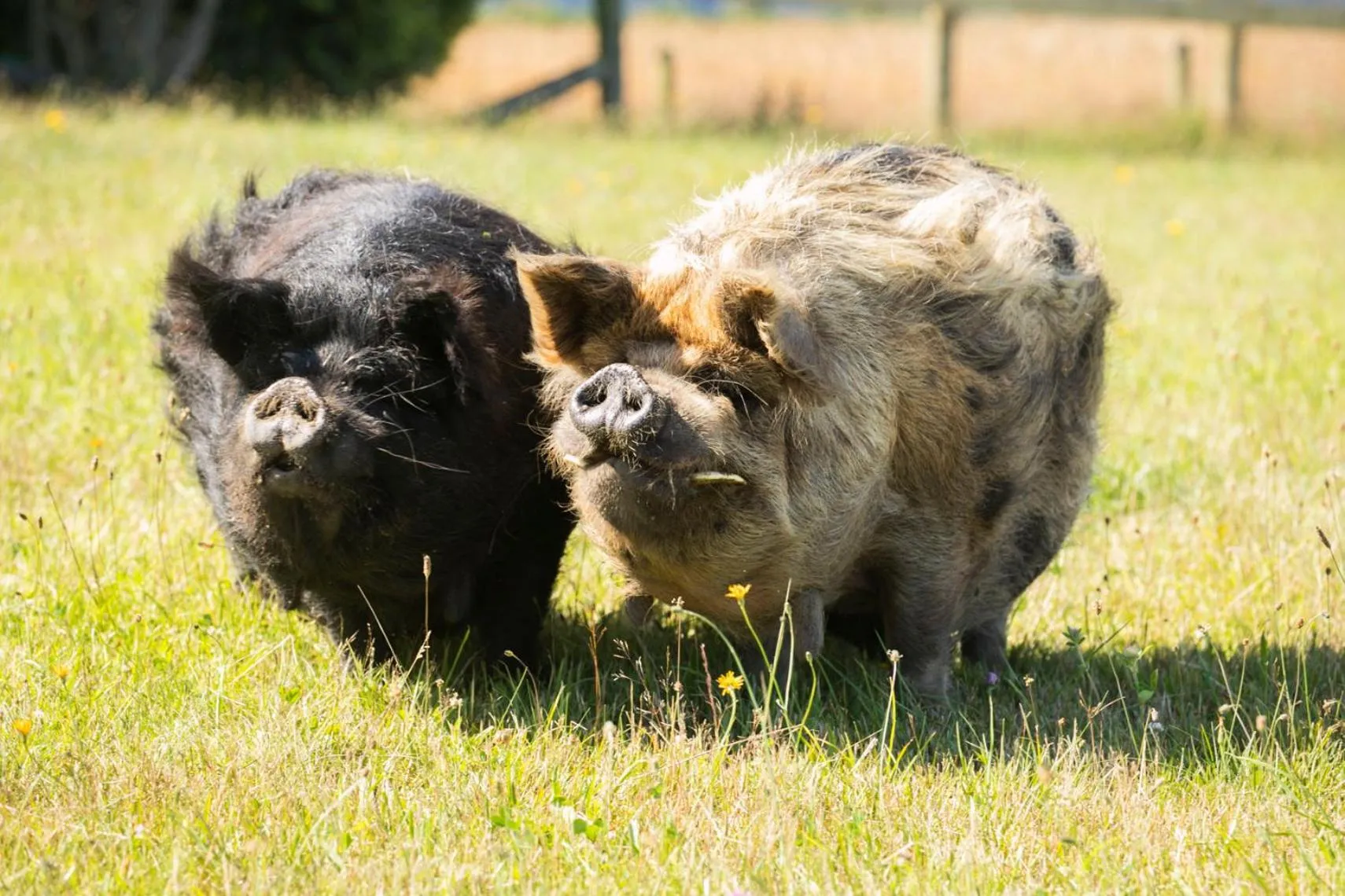 Animals in Awatea Country Bed & Breakfast