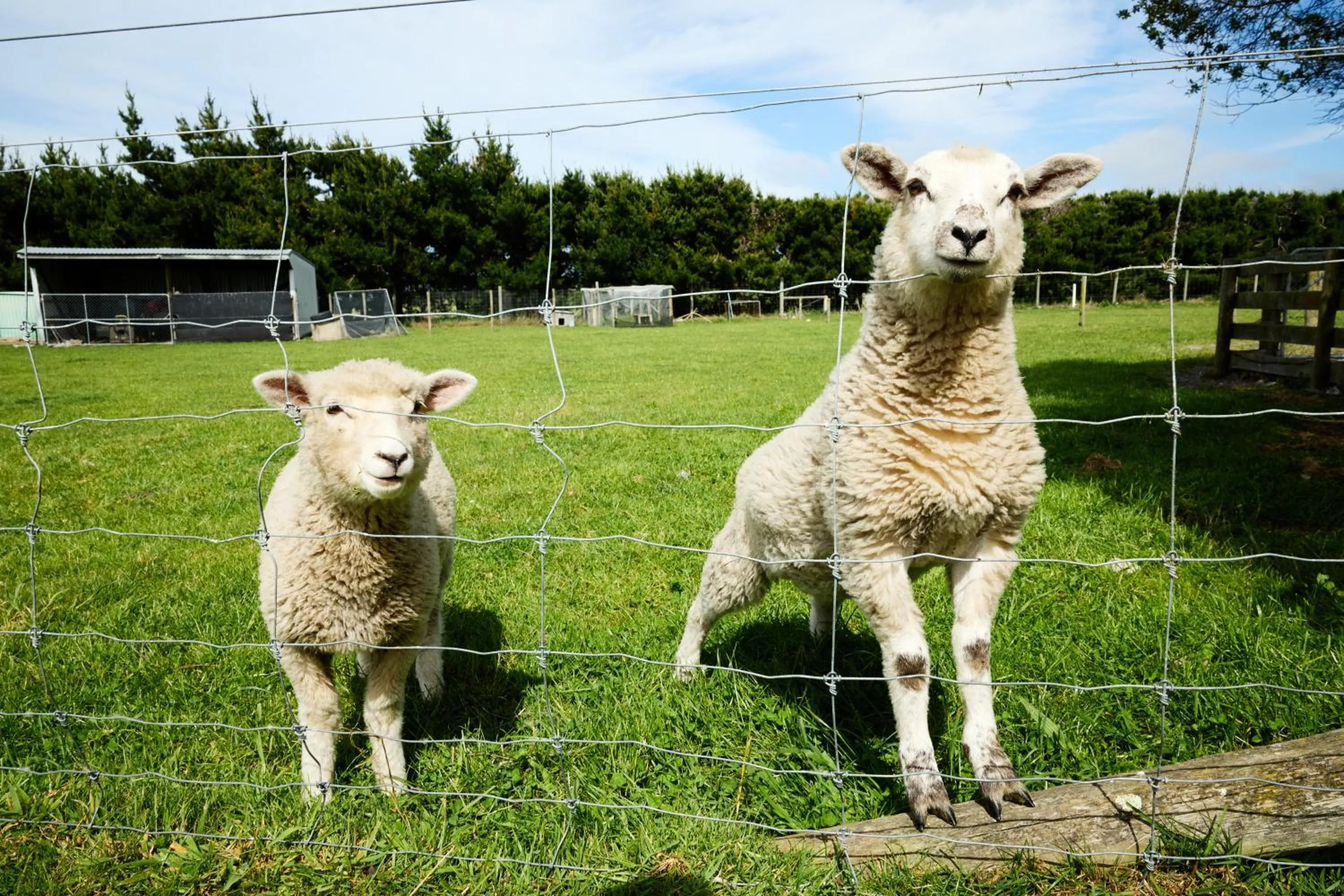 Animals in Awatea Country Bed & Breakfast