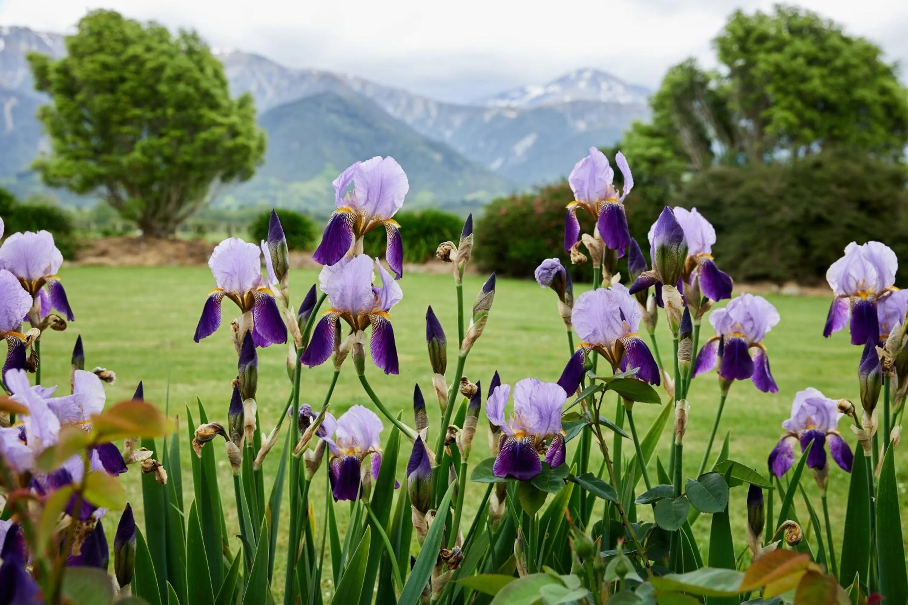 Garden view in Awatea Country Bed & Breakfast