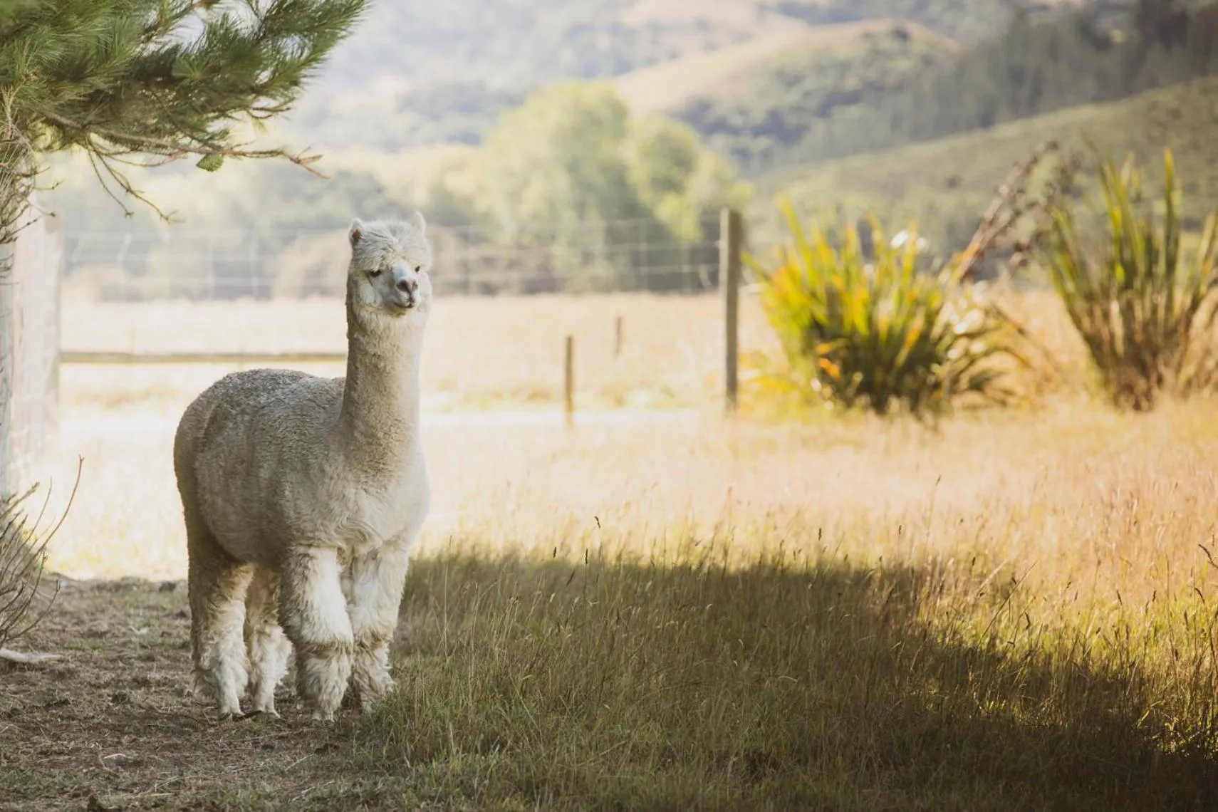 View (from property/room) in Awatea Country Bed & Breakfast