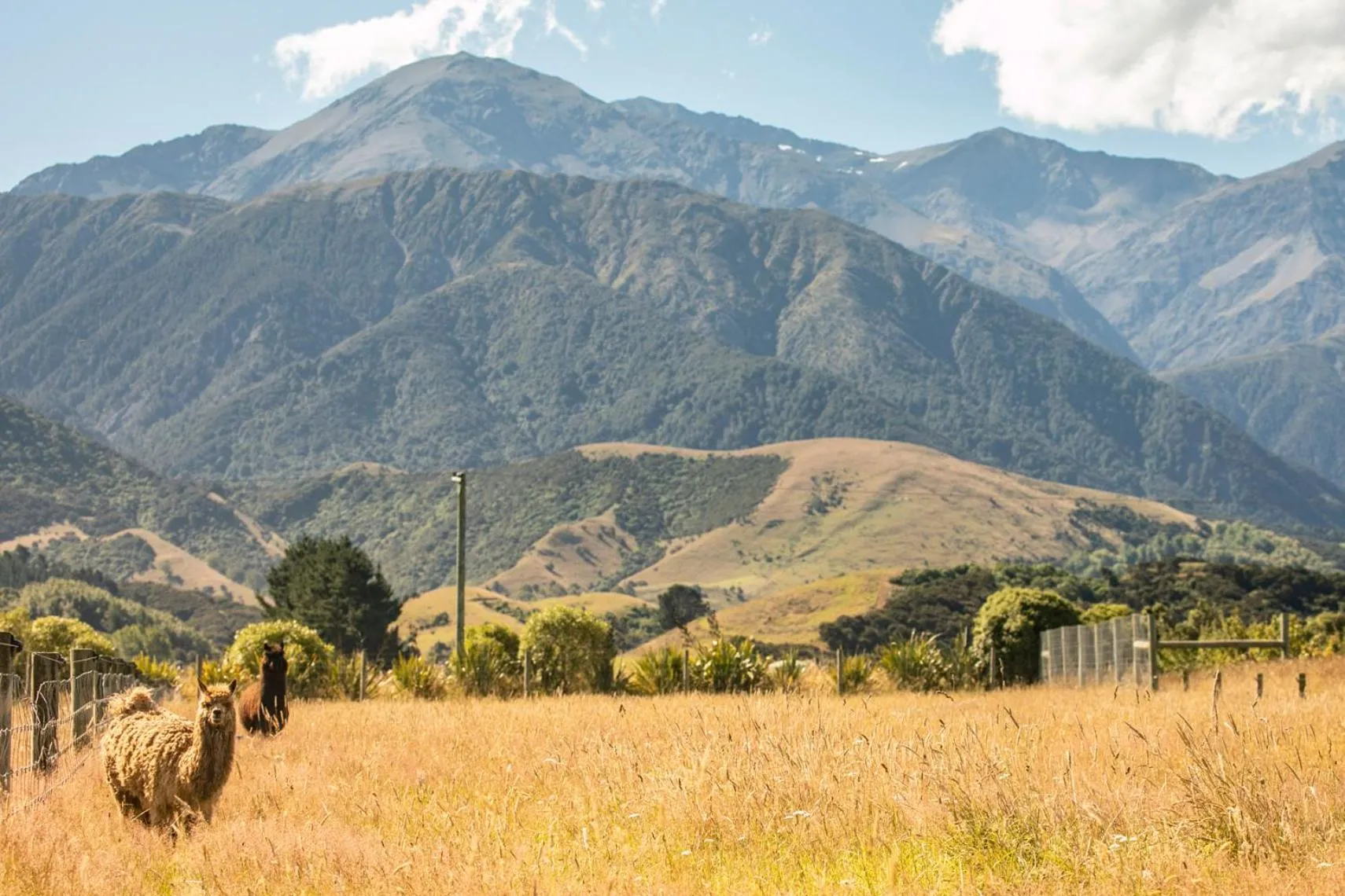 Animals in Awatea Country Bed & Breakfast