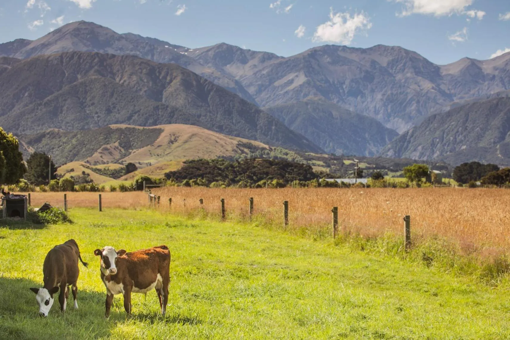 Animals in Awatea Country Bed & Breakfast