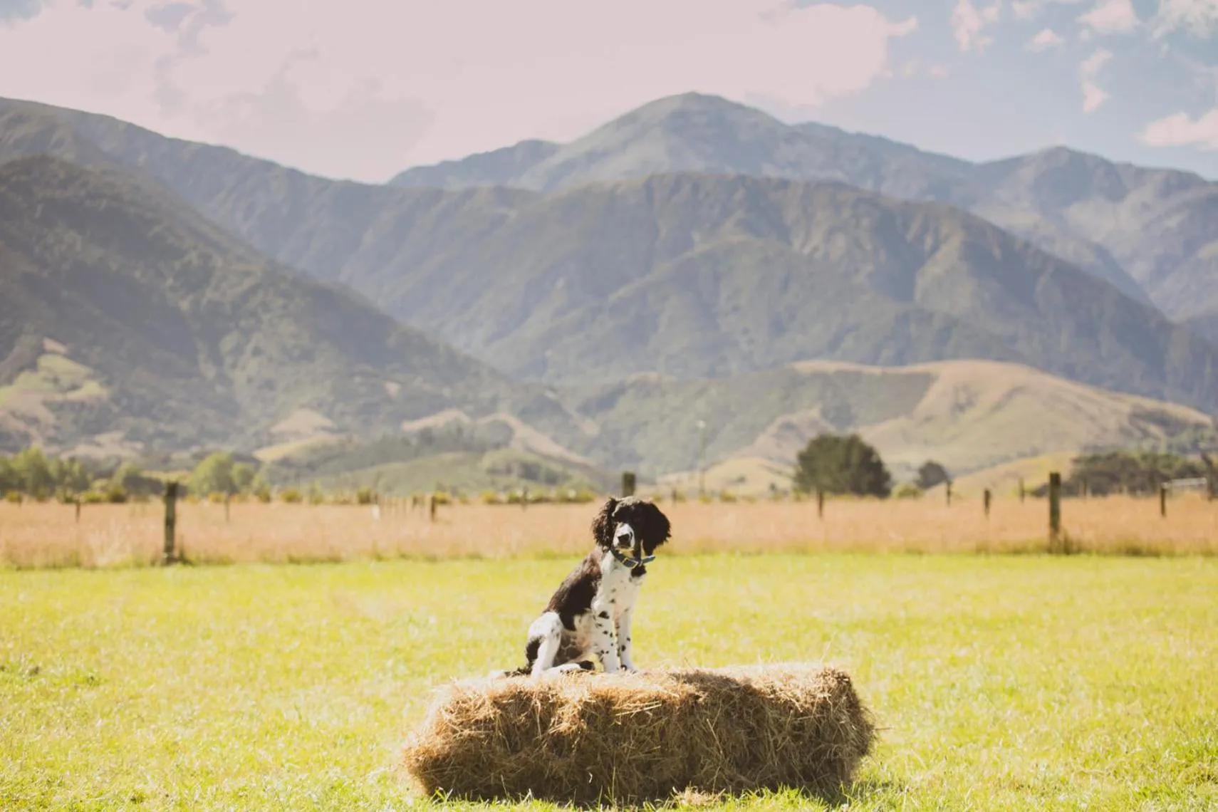 Pets in Awatea Country Bed & Breakfast