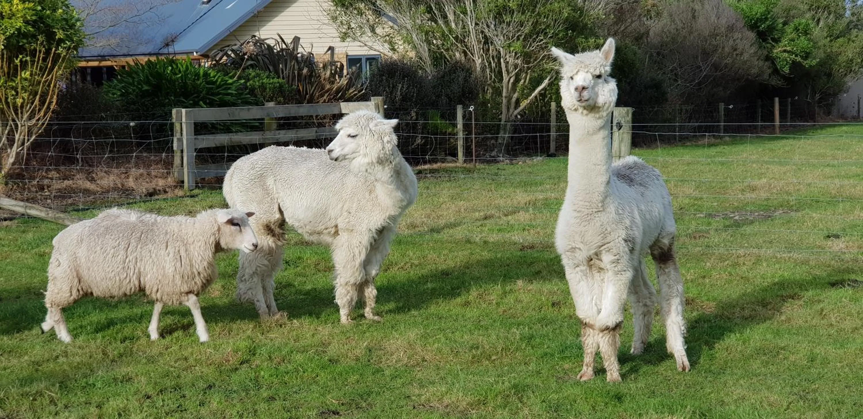 View (from property/room) in Awatea Country Bed & Breakfast