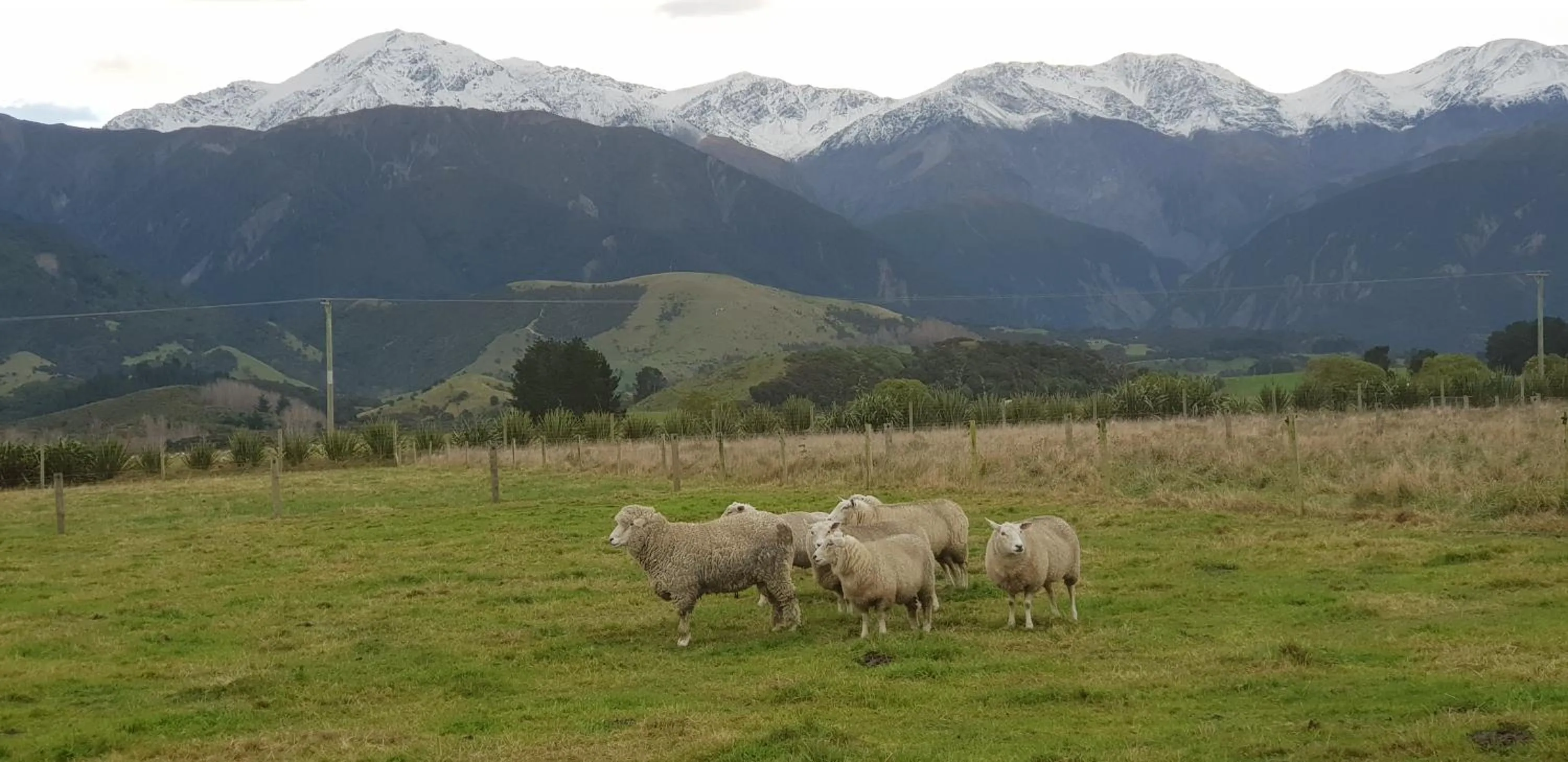 Animals in Awatea Country Bed & Breakfast