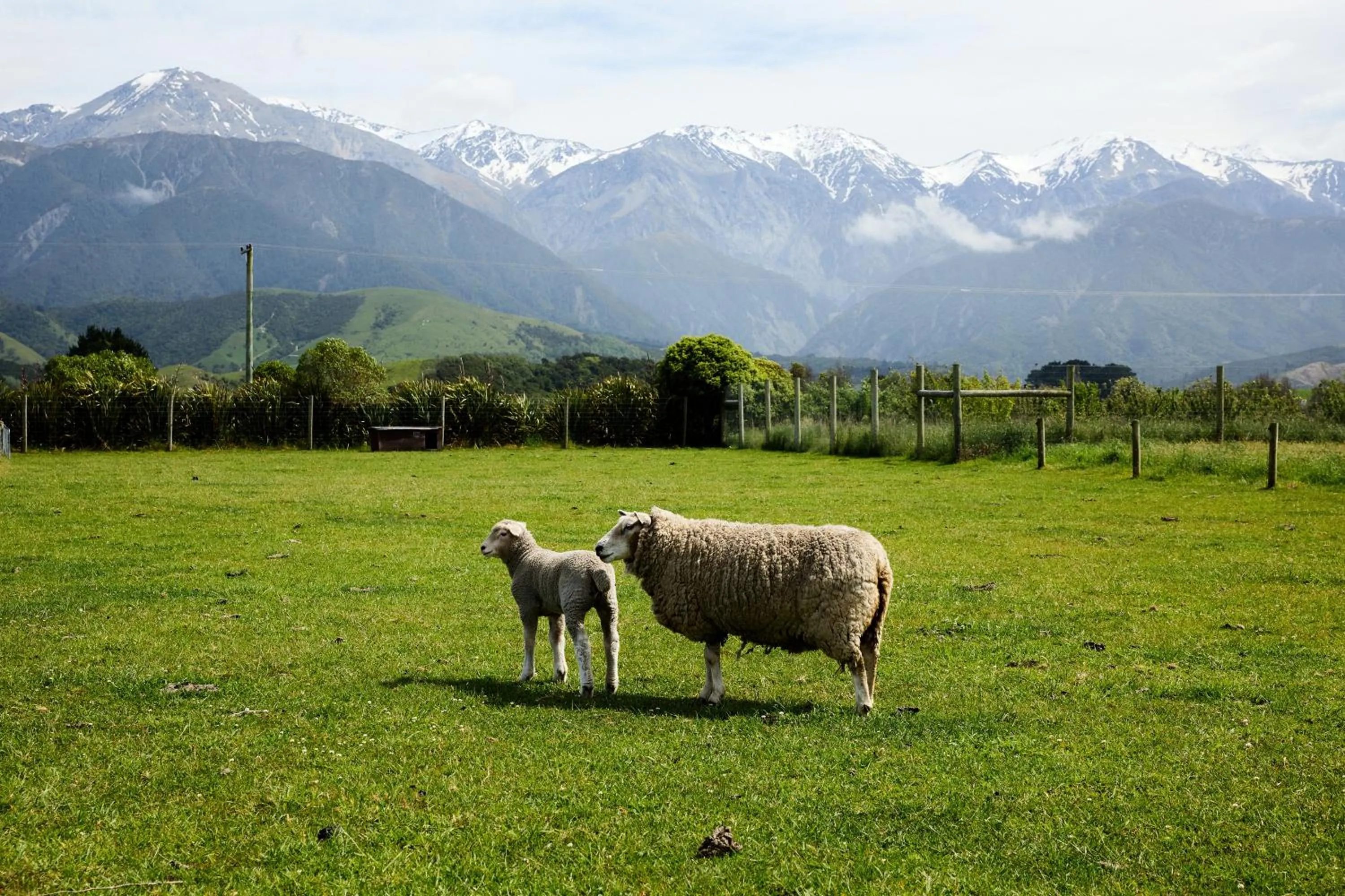 Spring in Awatea Country Bed & Breakfast