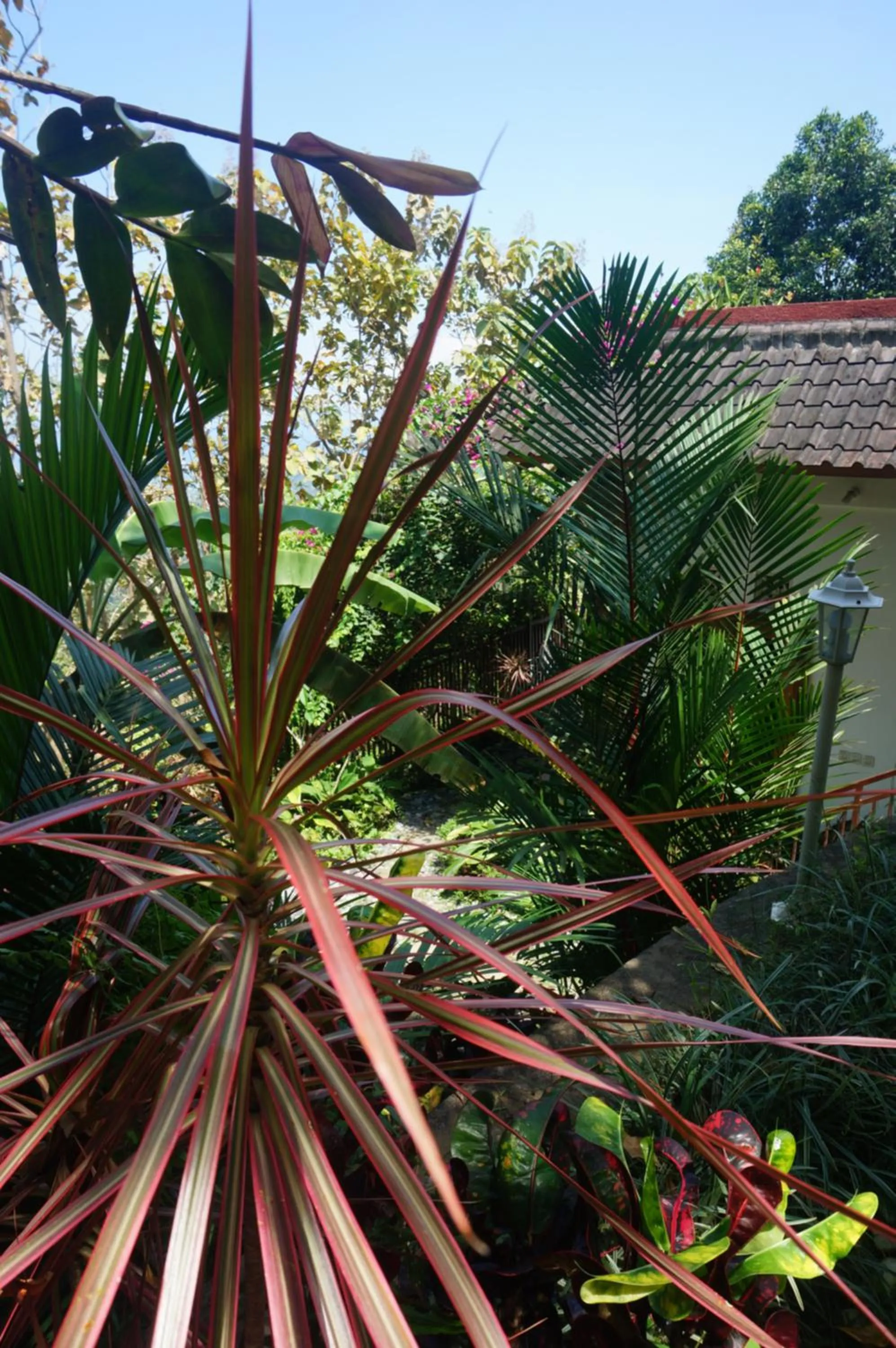 Balcony/Terrace in Manggis Garden Dive Resort
