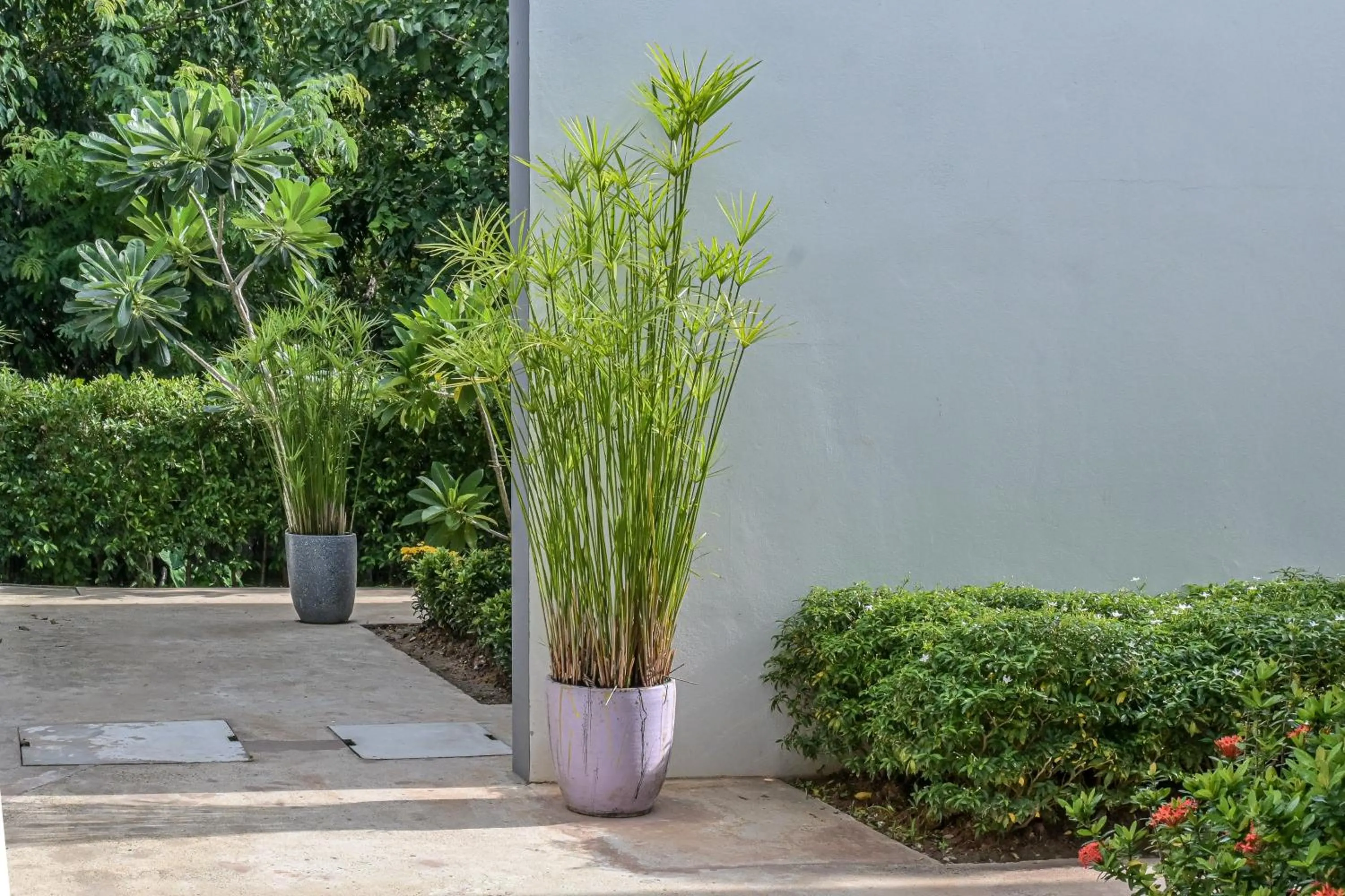 Garden in Baan Kieng Tawan