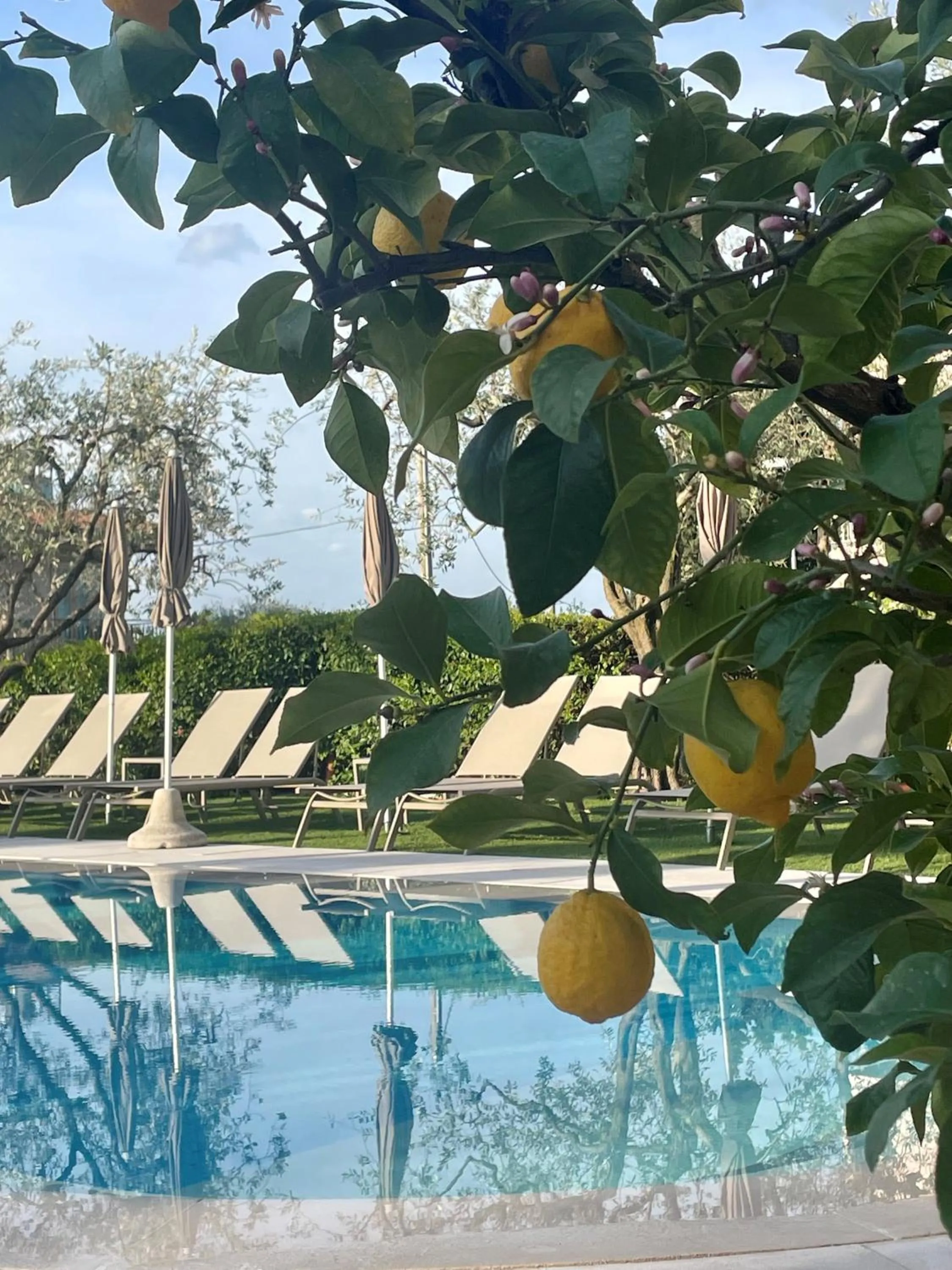 Garden in Hotel Al Sole Bardolino