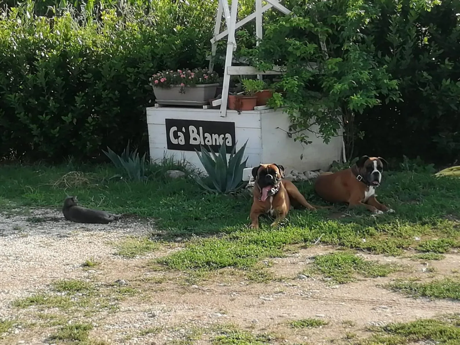 Animals in Ca' Blanca